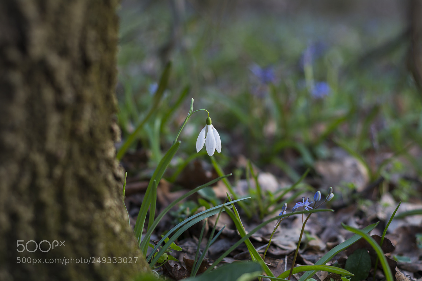 Nikon D7100 sample photo. The snowdrop photography