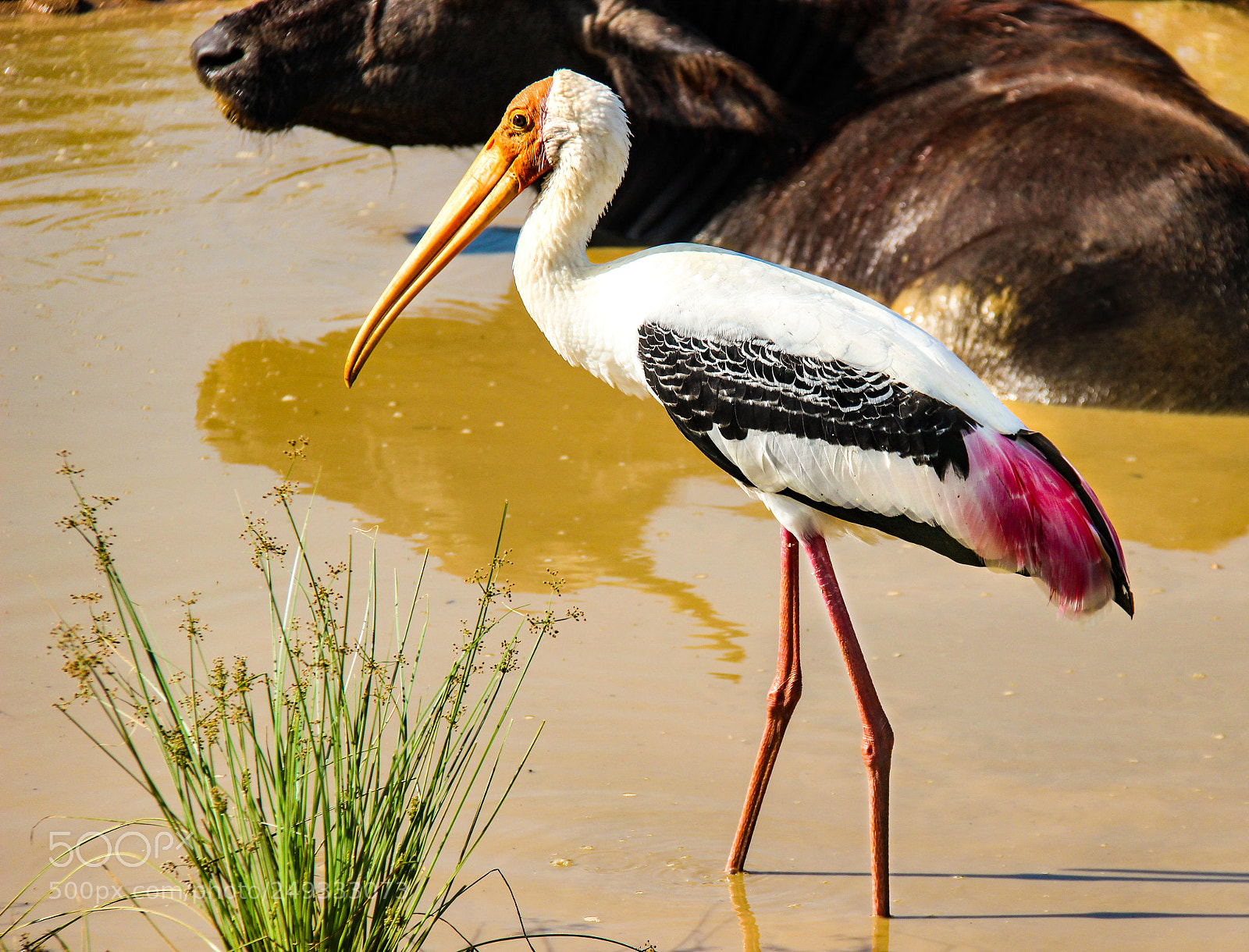 Canon EOS 600D (Rebel EOS T3i / EOS Kiss X5) sample photo. Brush stroked feathers photography