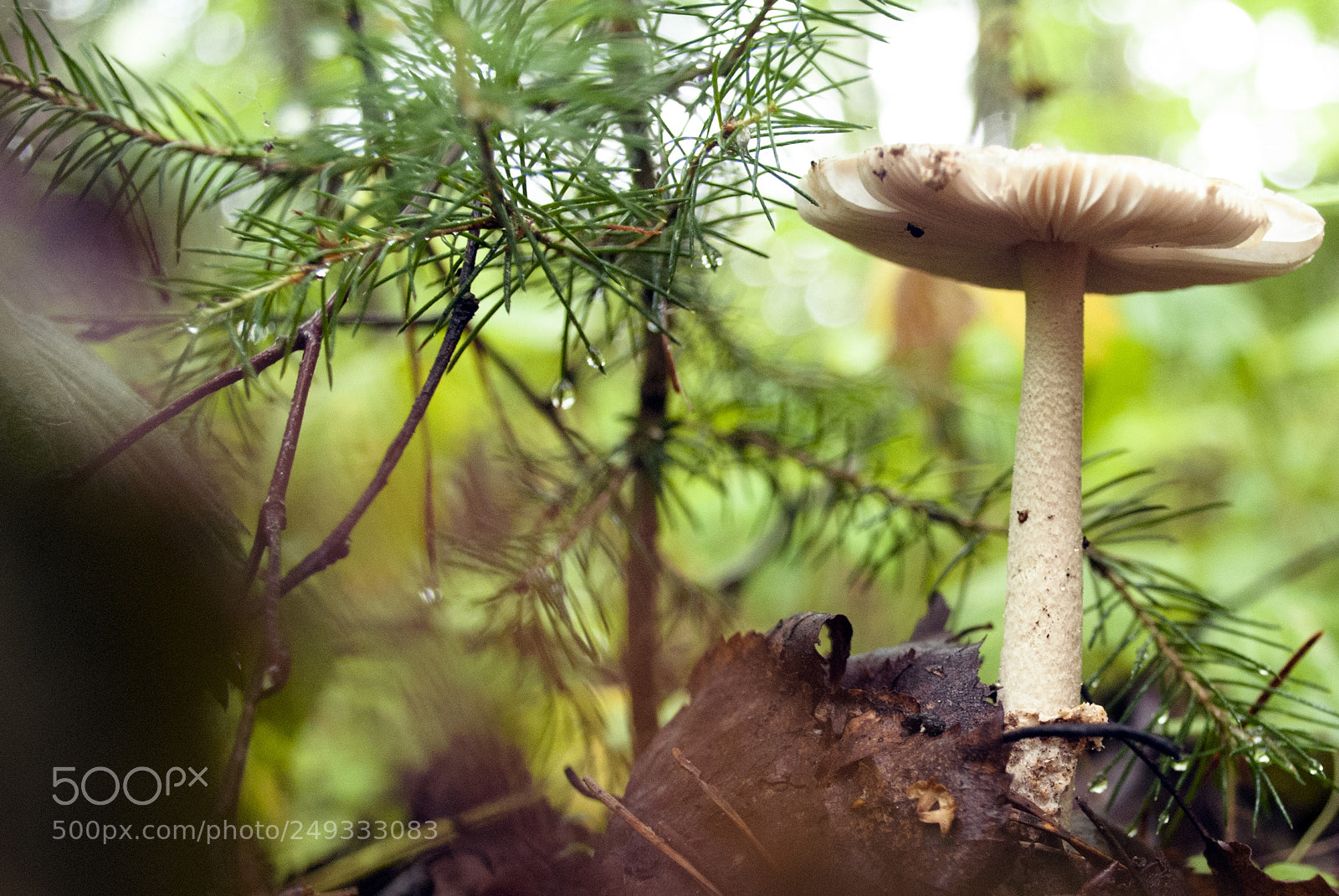 Nikon D60 sample photo. Mushroom photography
