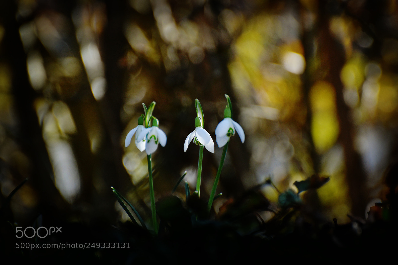 Nikon D7200 sample photo. Snow drop ii photography