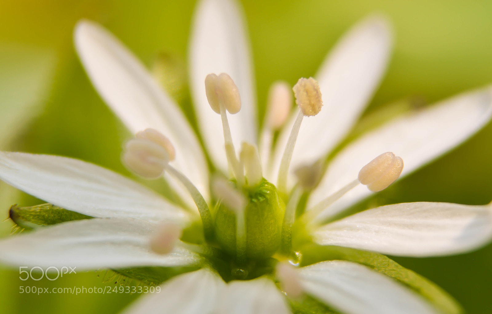 Nikon D3200 sample photo. Tiny white flower photography