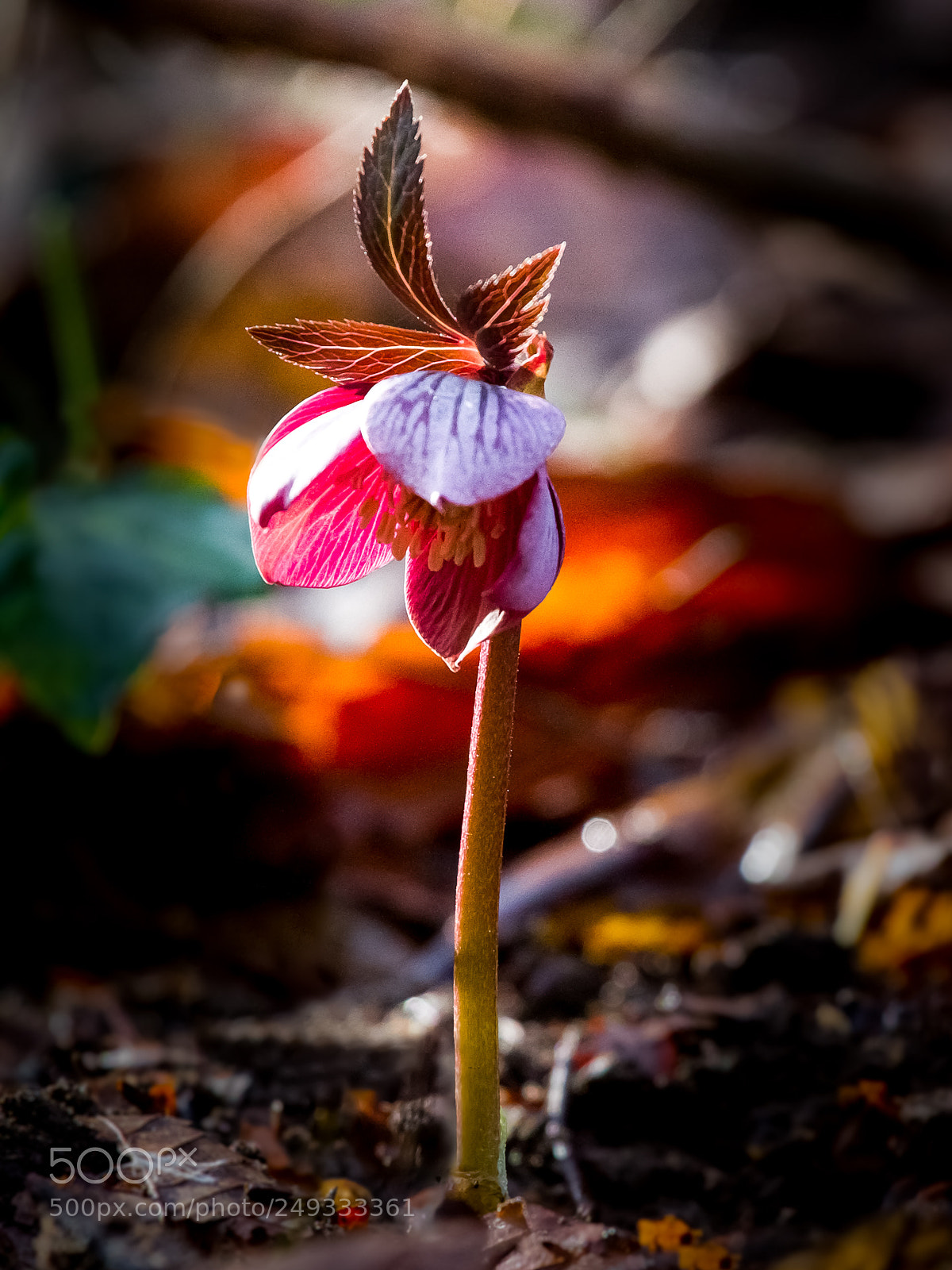 Canon EOS 7D sample photo. Colours of spring photography