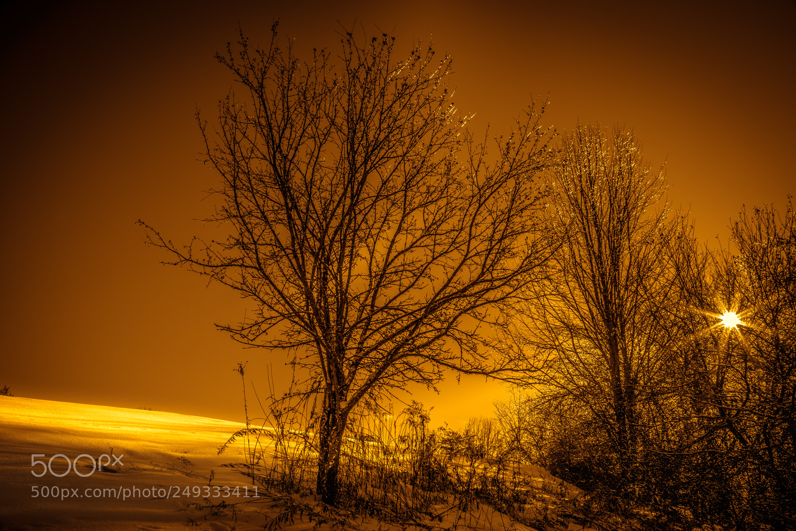 Canon EOS 5D Mark IV sample photo. Golden morning winter tree photography