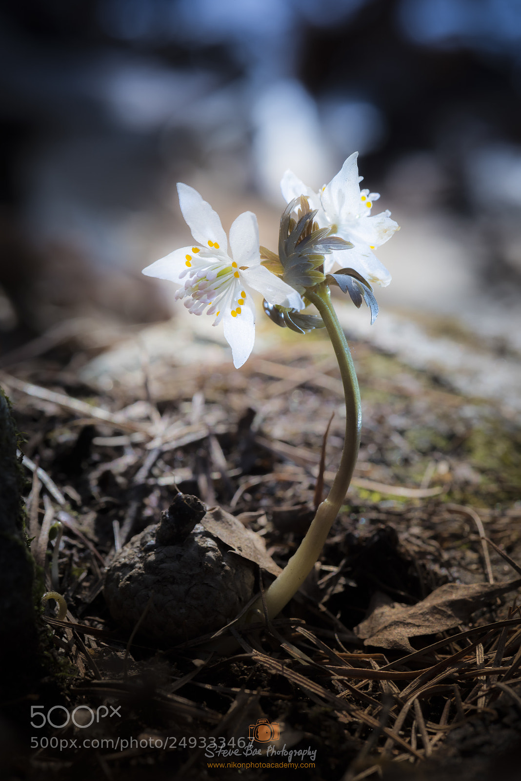 Nikon D810 sample photo. Little flower 2 photography