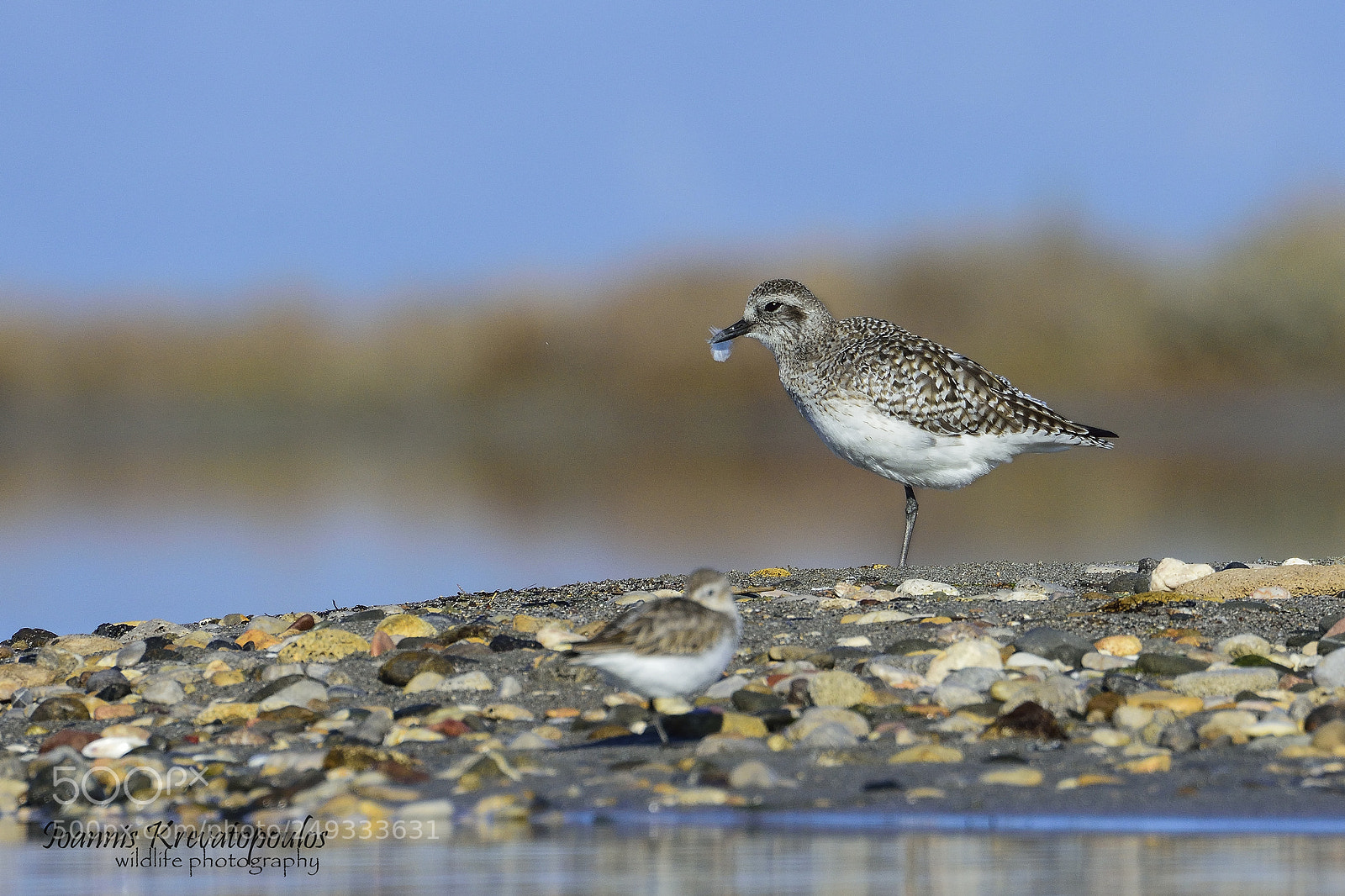 Nikon D7200 sample photo. Grey plover. photography
