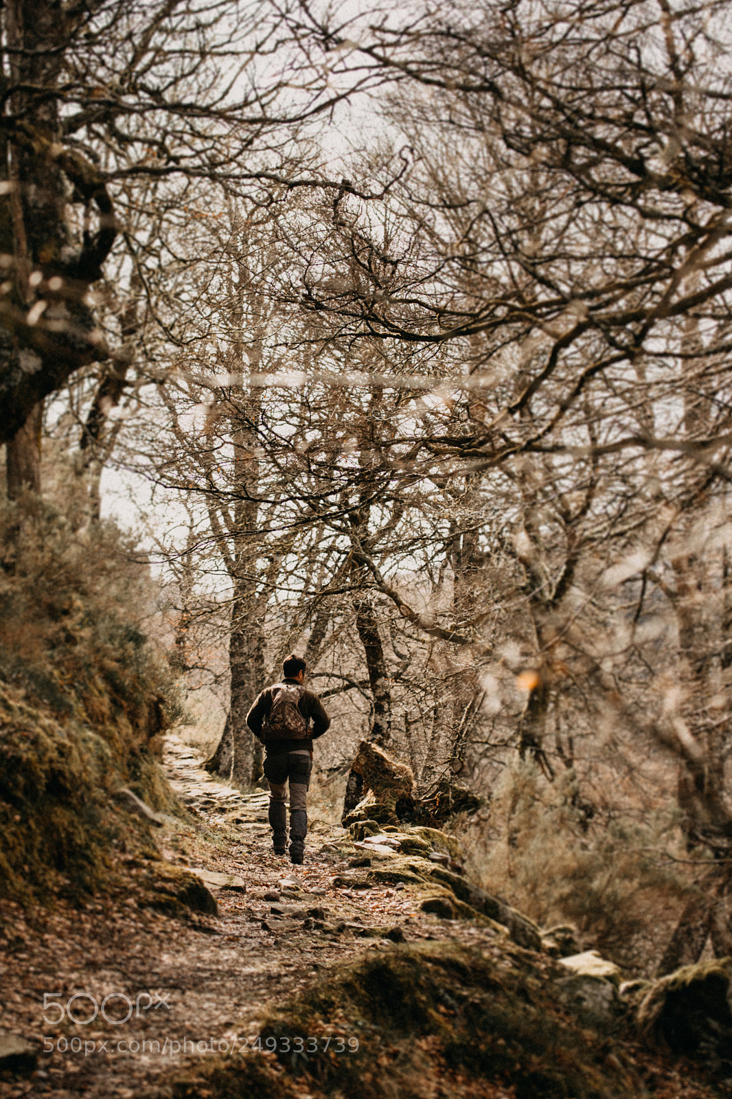 Canon EOS 6D Mark II sample photo. Forest. photography