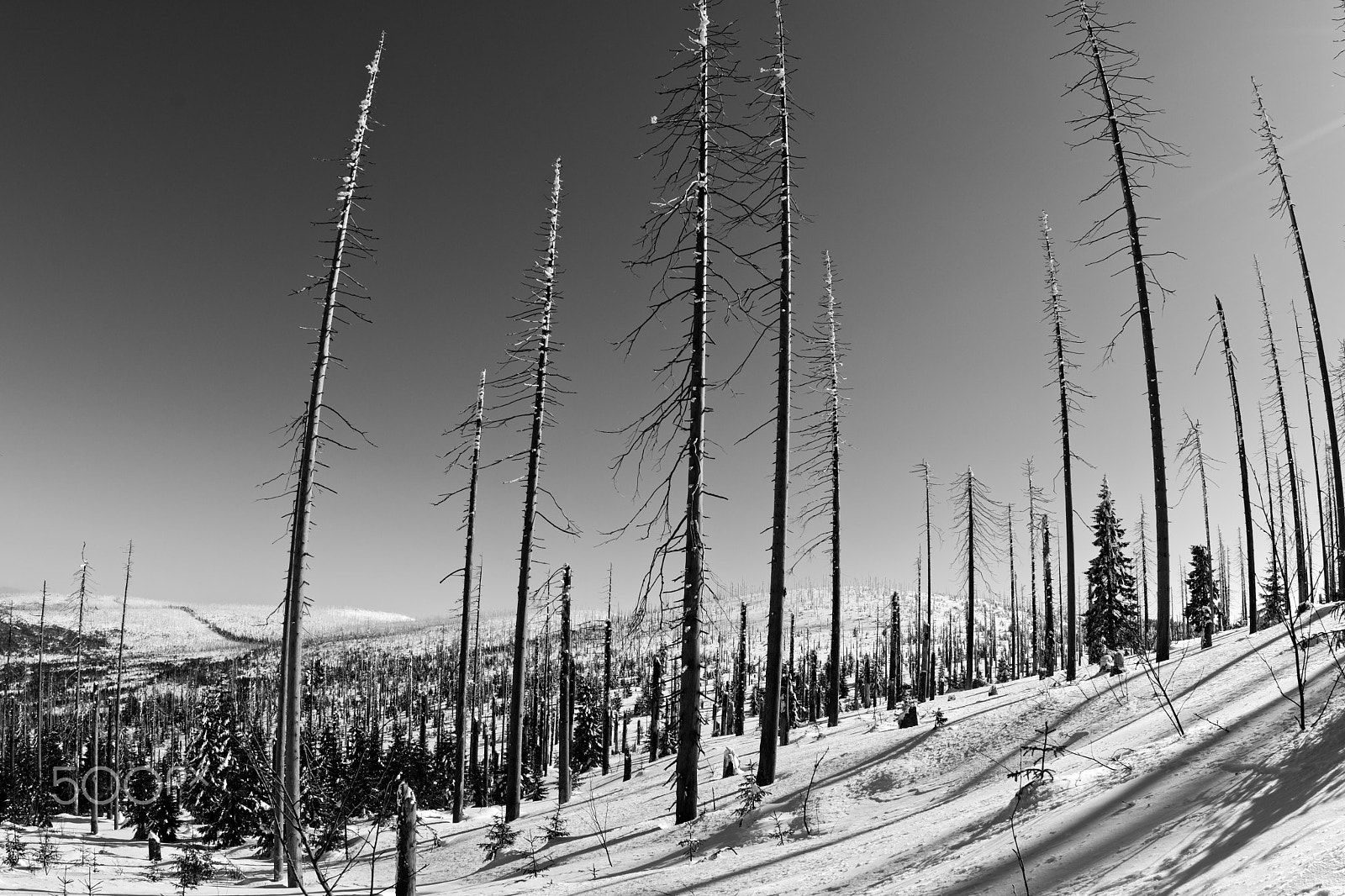 Nikon D7500 + Sigma 15mm F2.8 EX DG Diagonal Fisheye sample photo. Šumava photography