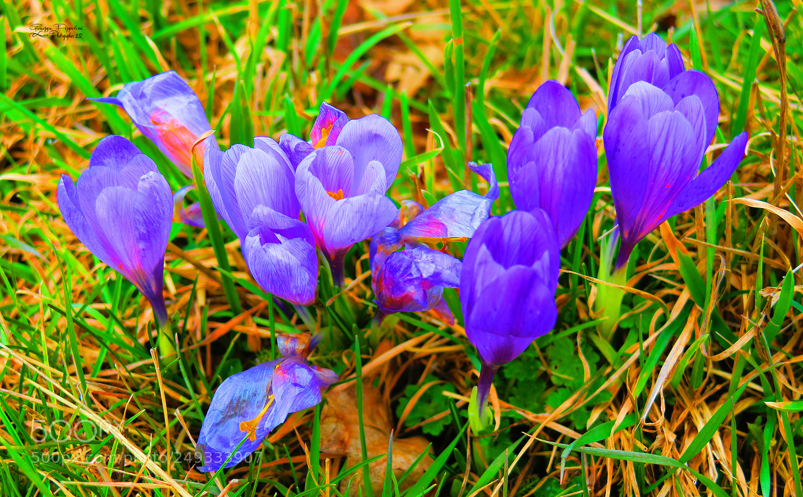 Canon PowerShot G3 X sample photo. Fiori photography