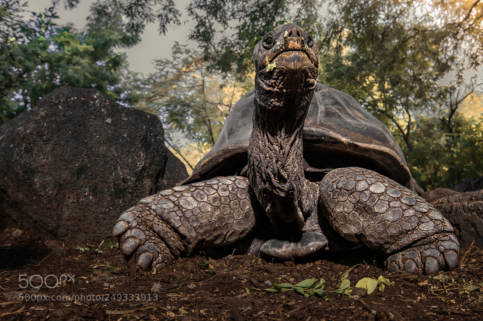 Canon EOS 5D Mark IV sample photo. Dinosaurs are alive photography