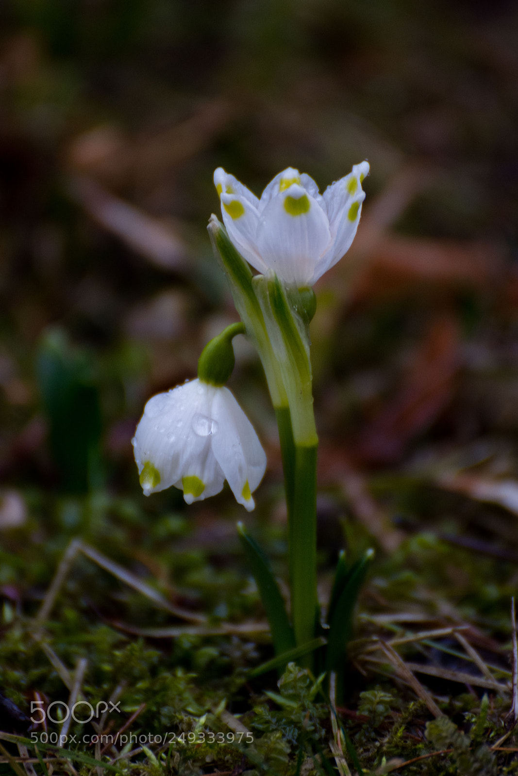 Nikon D7200 sample photo. First photography