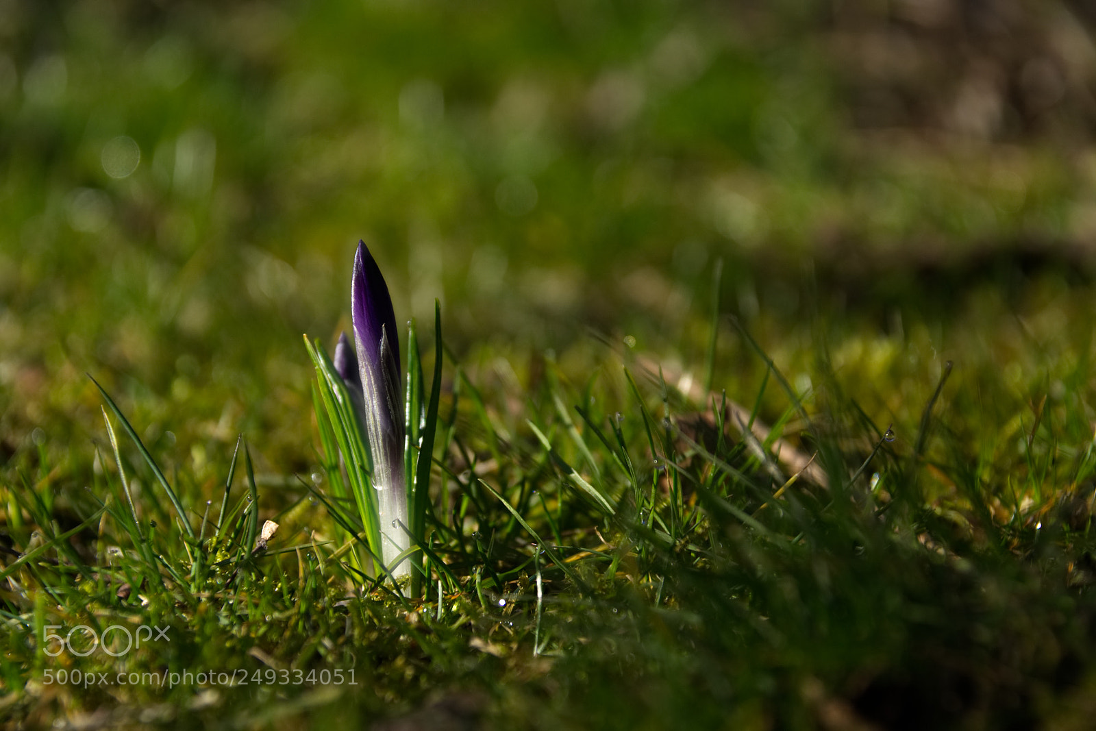 Sony Alpha DSLR-A350 sample photo. Der frühling naht... photography