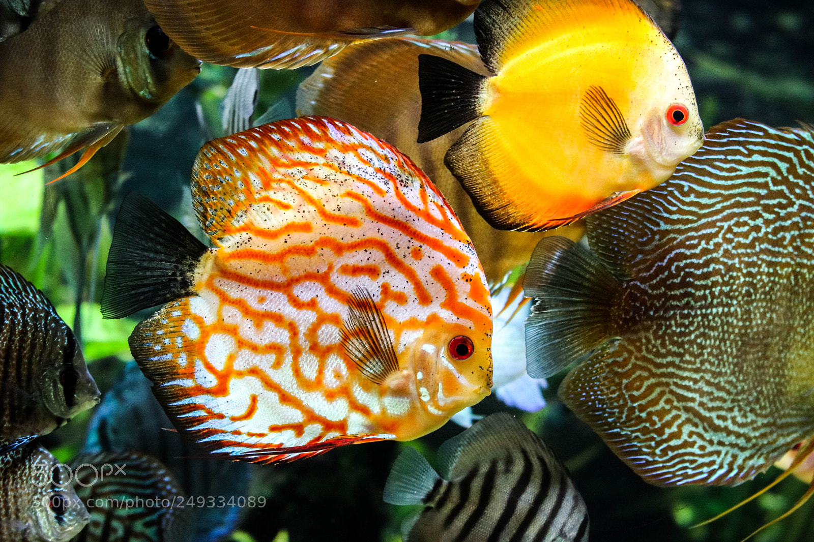 Canon EOS 750D (EOS Rebel T6i / EOS Kiss X8i) sample photo. Fish photography
