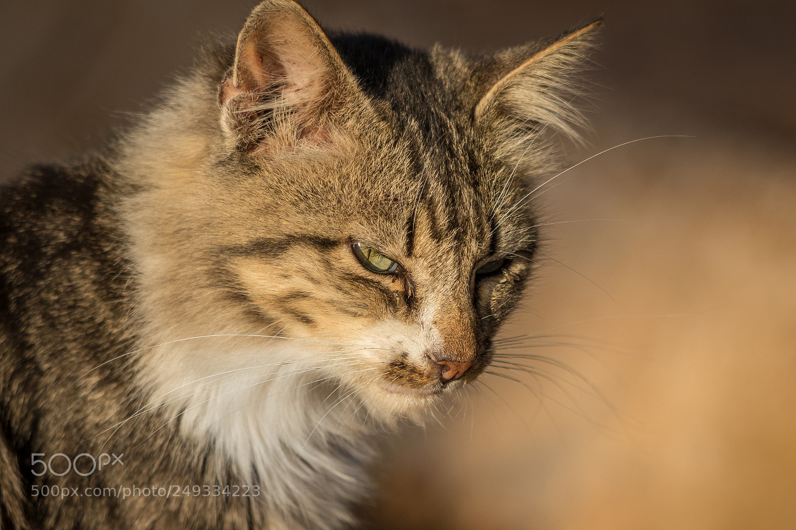 Canon EOS 7D Mark II sample photo. Wild cat photography