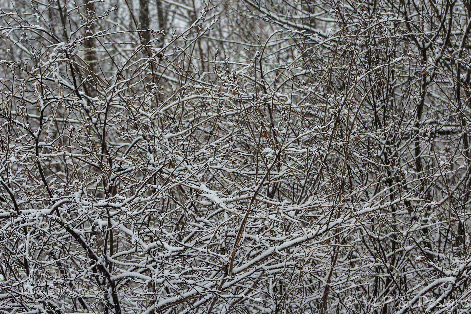 Canon EOS 1200D (EOS Rebel T5 / EOS Kiss X70 / EOS Hi) sample photo. Winter forest photography