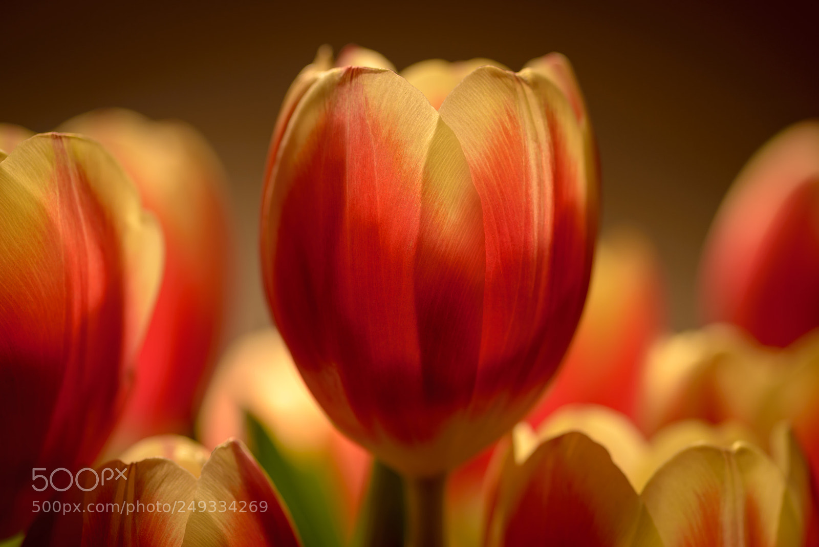 Nikon D610 sample photo. Tulips photography