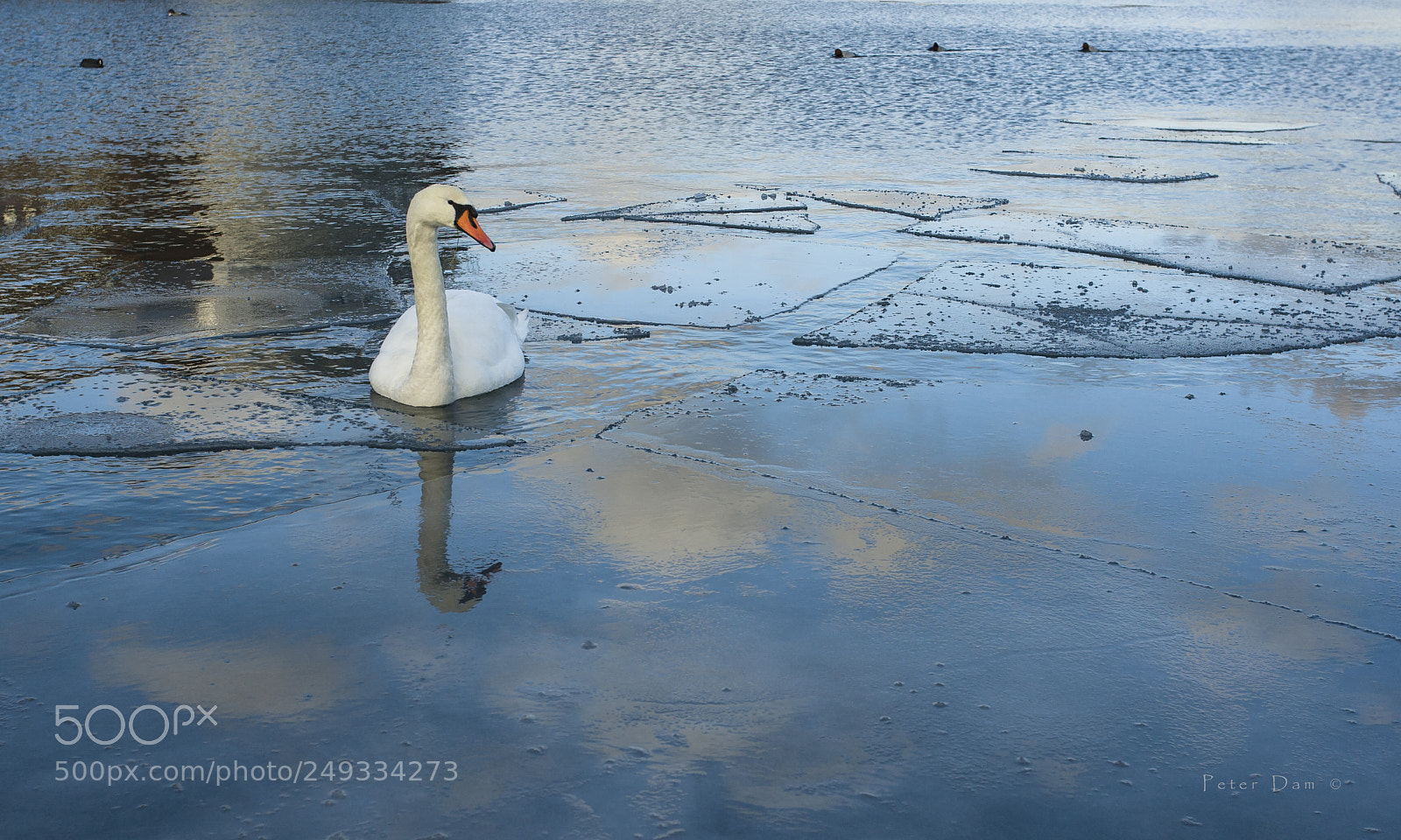 Canon EOS-1D Mark III sample photo. Swan and iceflakes photography