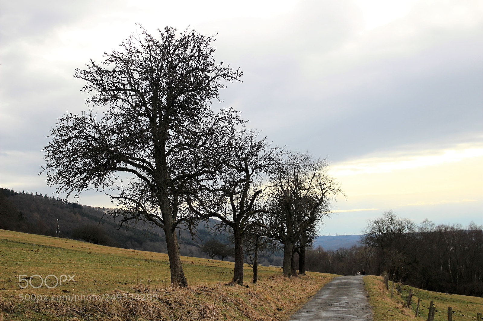 Canon EOS 700D (EOS Rebel T5i / EOS Kiss X7i) sample photo. Trees in field photography