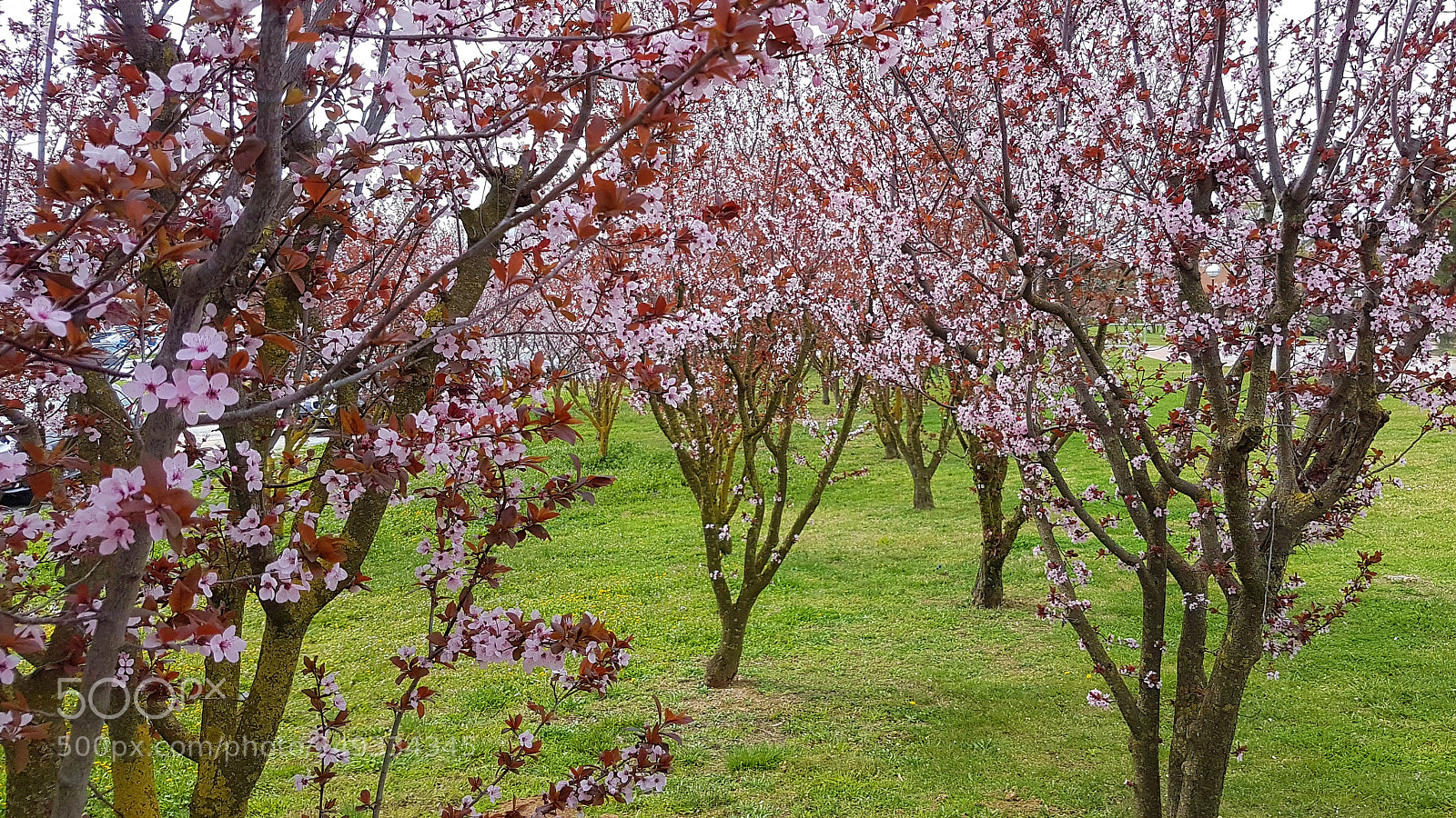 Samsung Galaxy S7 Edge sample photo. Pink photography