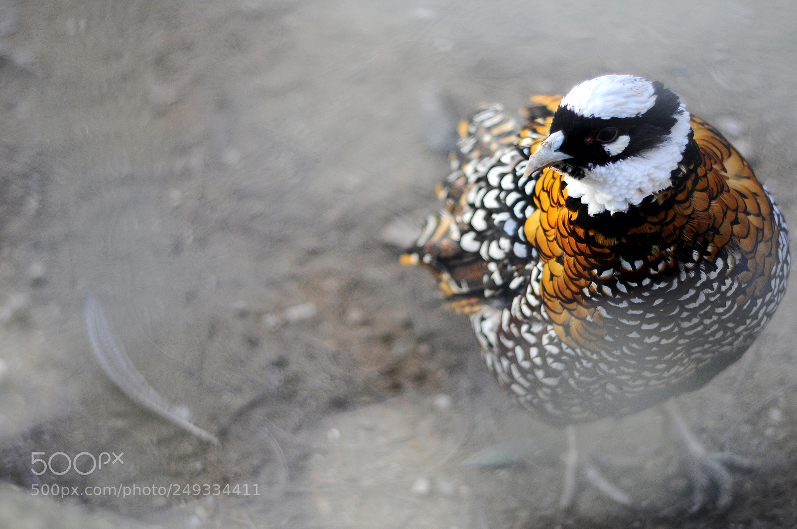 Nikon D300S sample photo. Color harmony photography