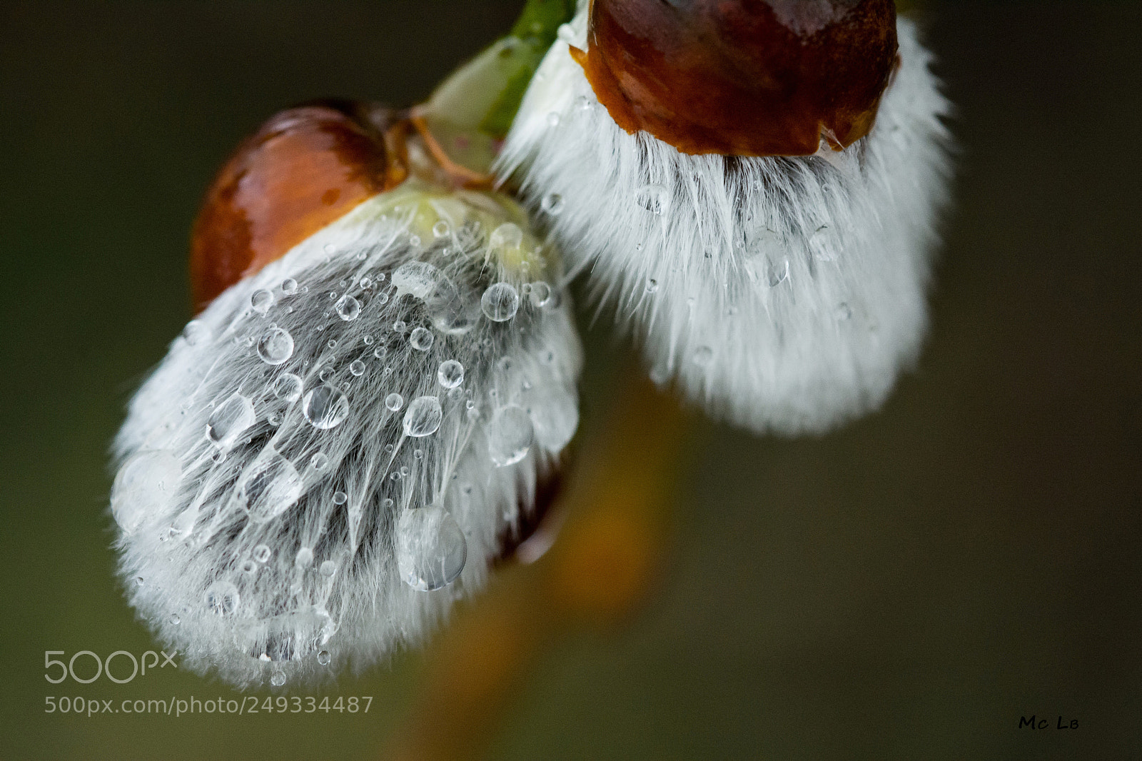 Nikon D7100 sample photo. Salix caprea photography