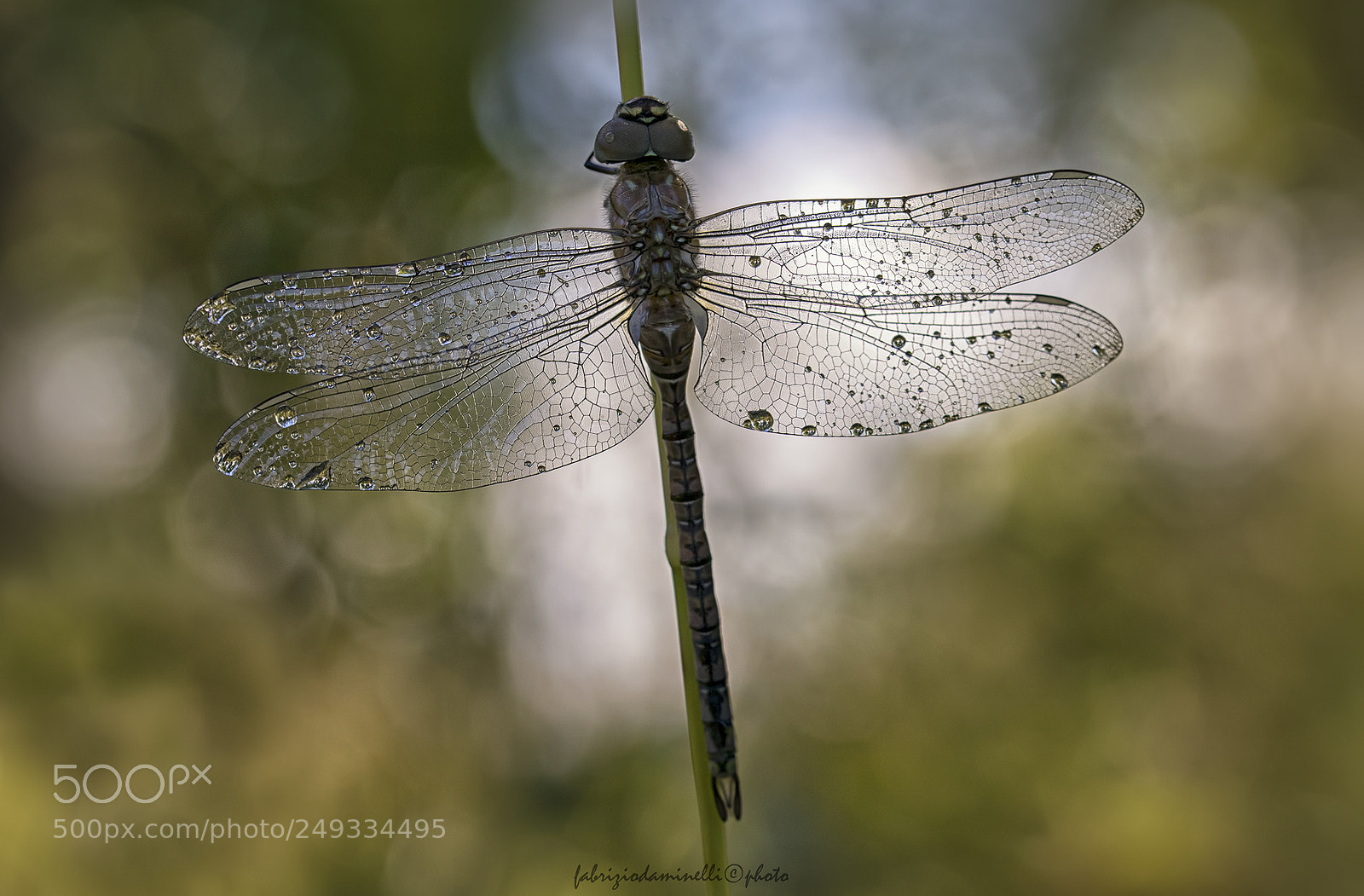 Canon EOS 7D Mark II sample photo. Migrant hawker photography