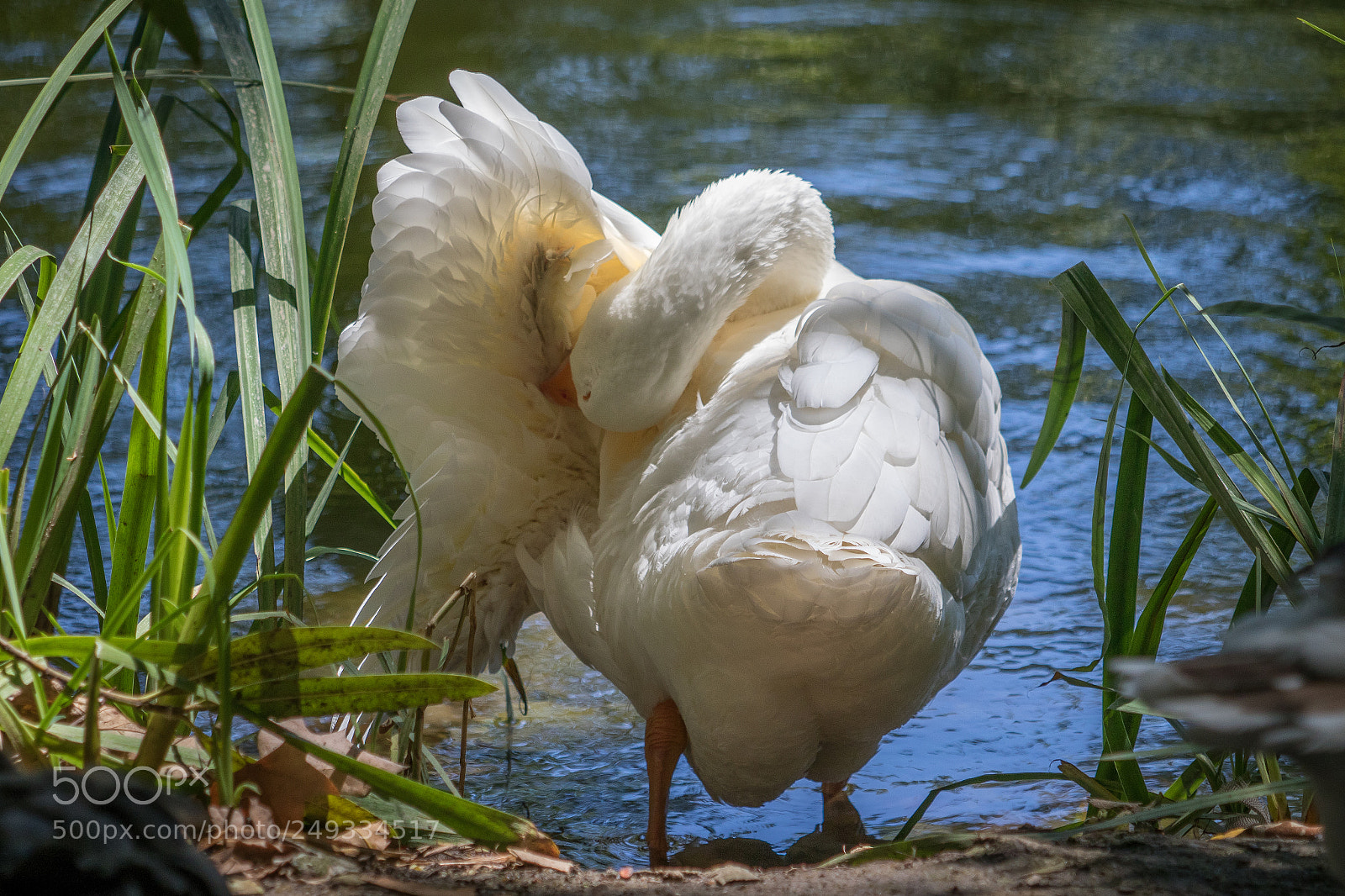 Canon EOS 7D Mark II sample photo. Goose photography