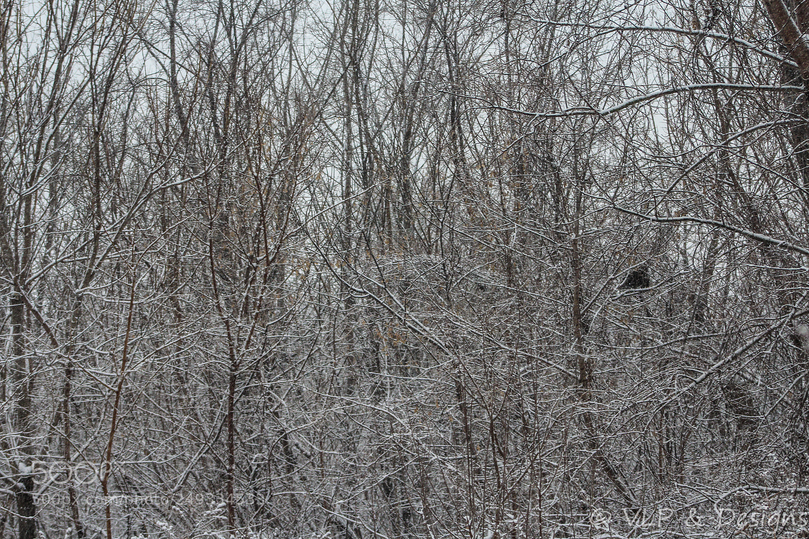 Canon EOS 1200D (EOS Rebel T5 / EOS Kiss X70 / EOS Hi) sample photo. Ghostly branches photography