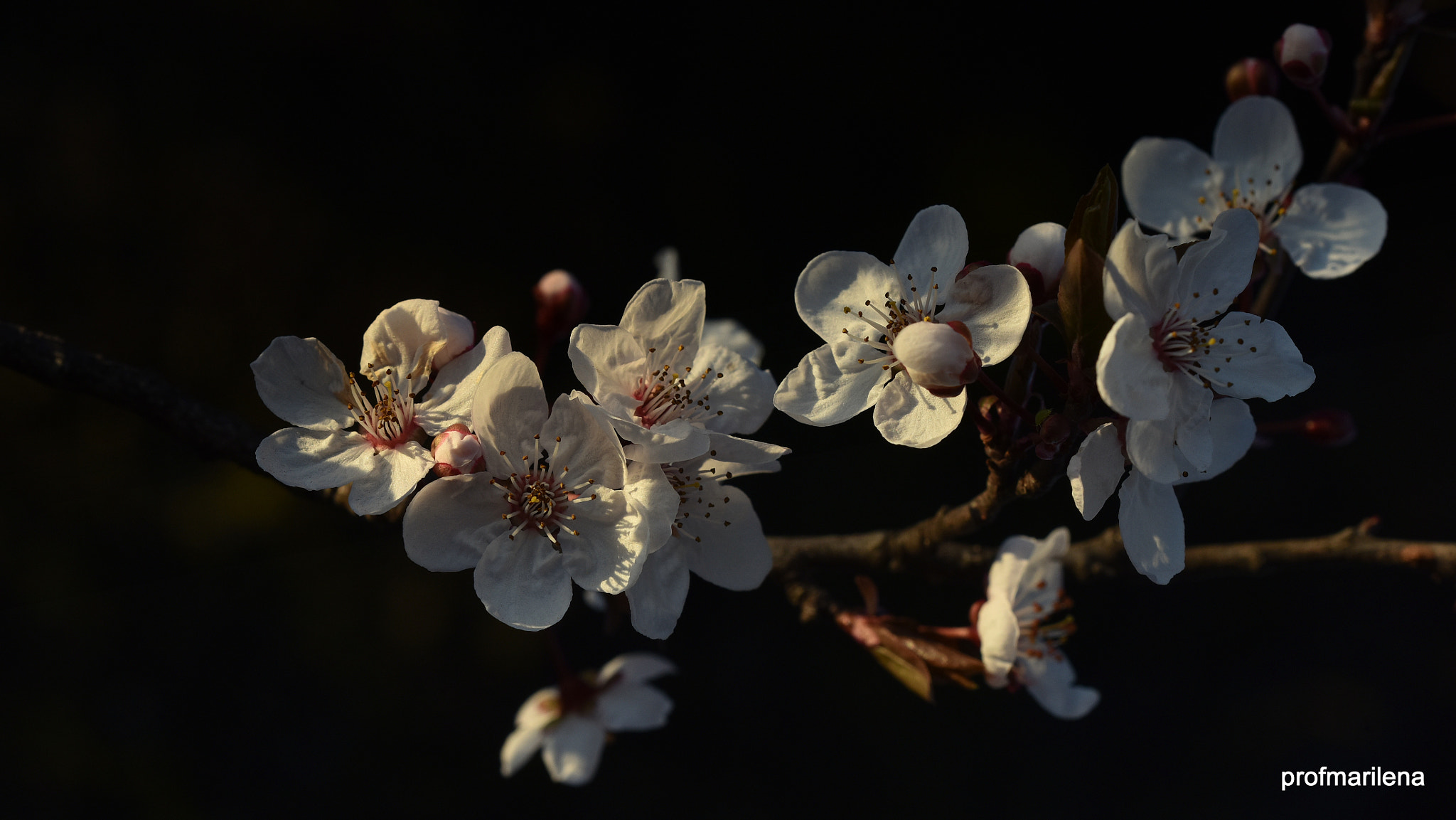 Nikon D810 + Sigma 150mm F2.8 EX DG OS Macro HSM sample photo. First blooming roadside tree, late afternoon photography