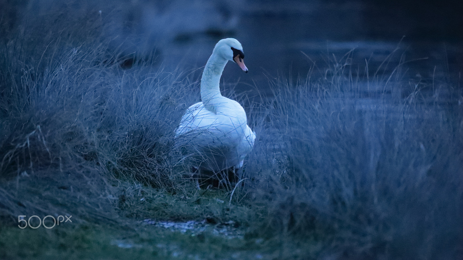 Canon EOS 5D Mark IV + Canon EF 100-400mm F4.5-5.6L IS USM sample photo. Cygne bleu photography