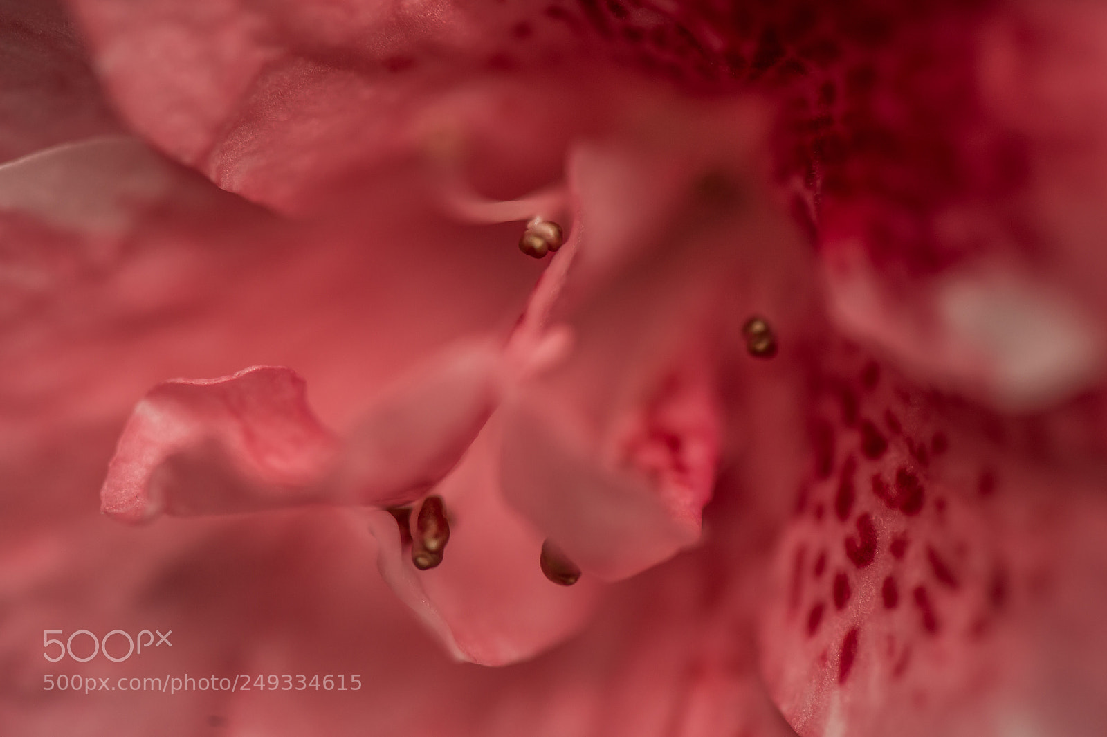 Nikon D4 sample photo. Heart of the rhododendron photography