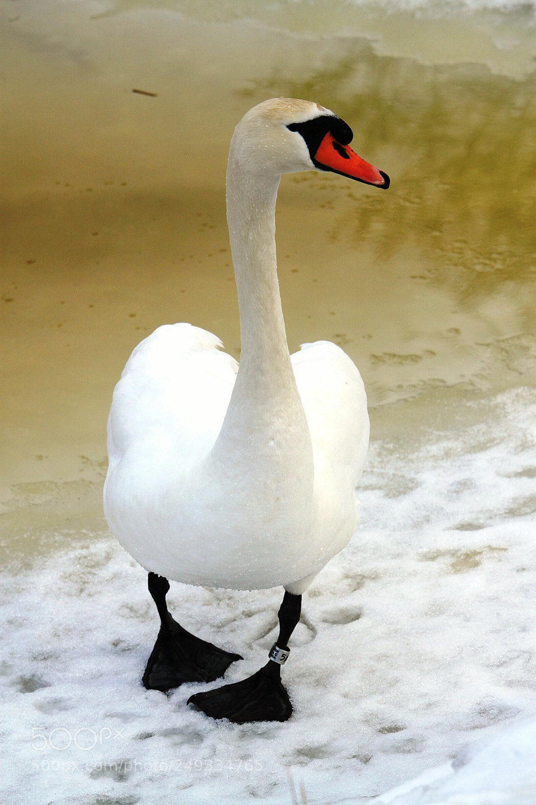 Canon EOS 500D (EOS Rebel T1i / EOS Kiss X3) sample photo. Swan photography