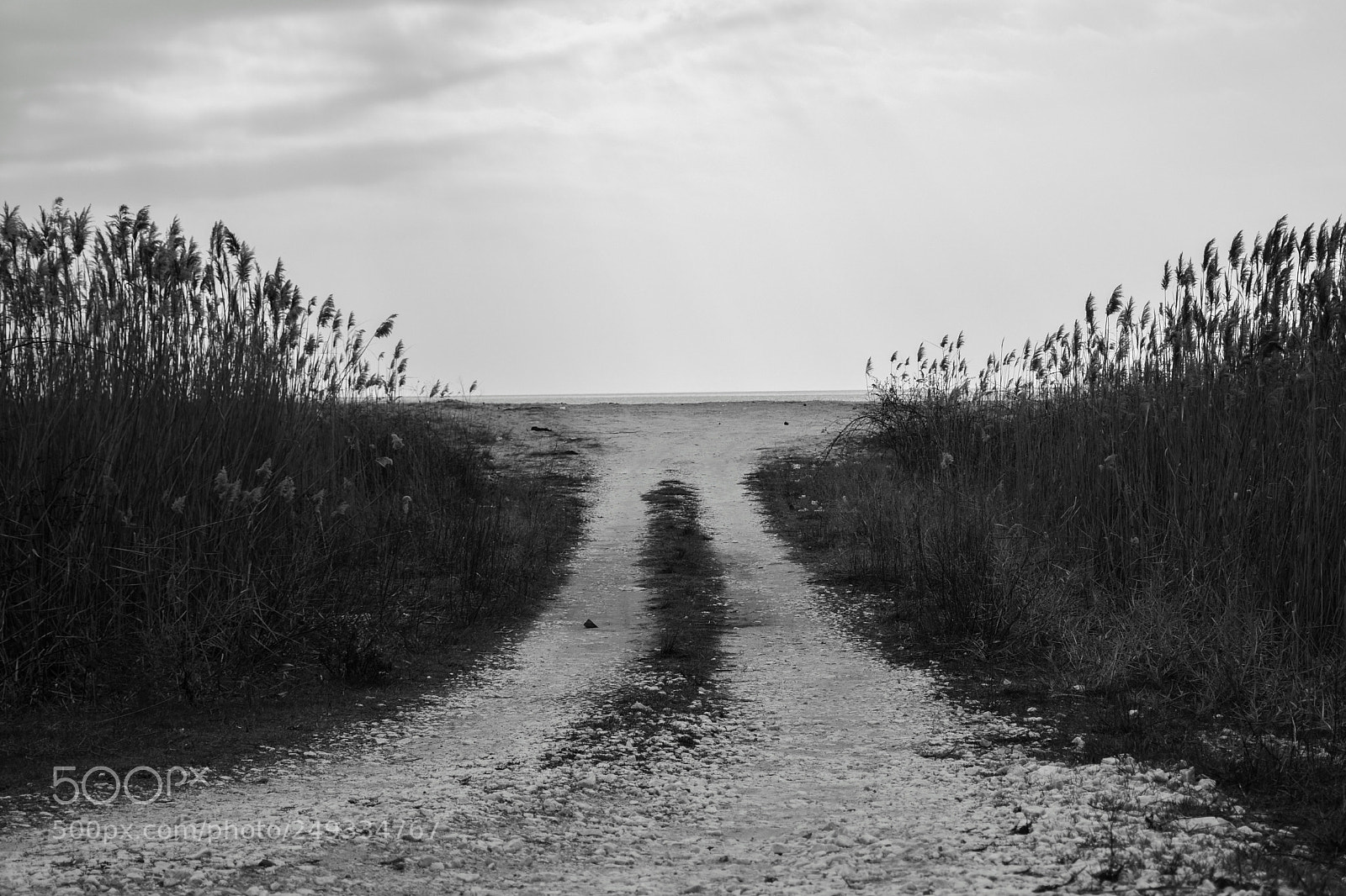 Nikon D5500 sample photo. Untitled photography