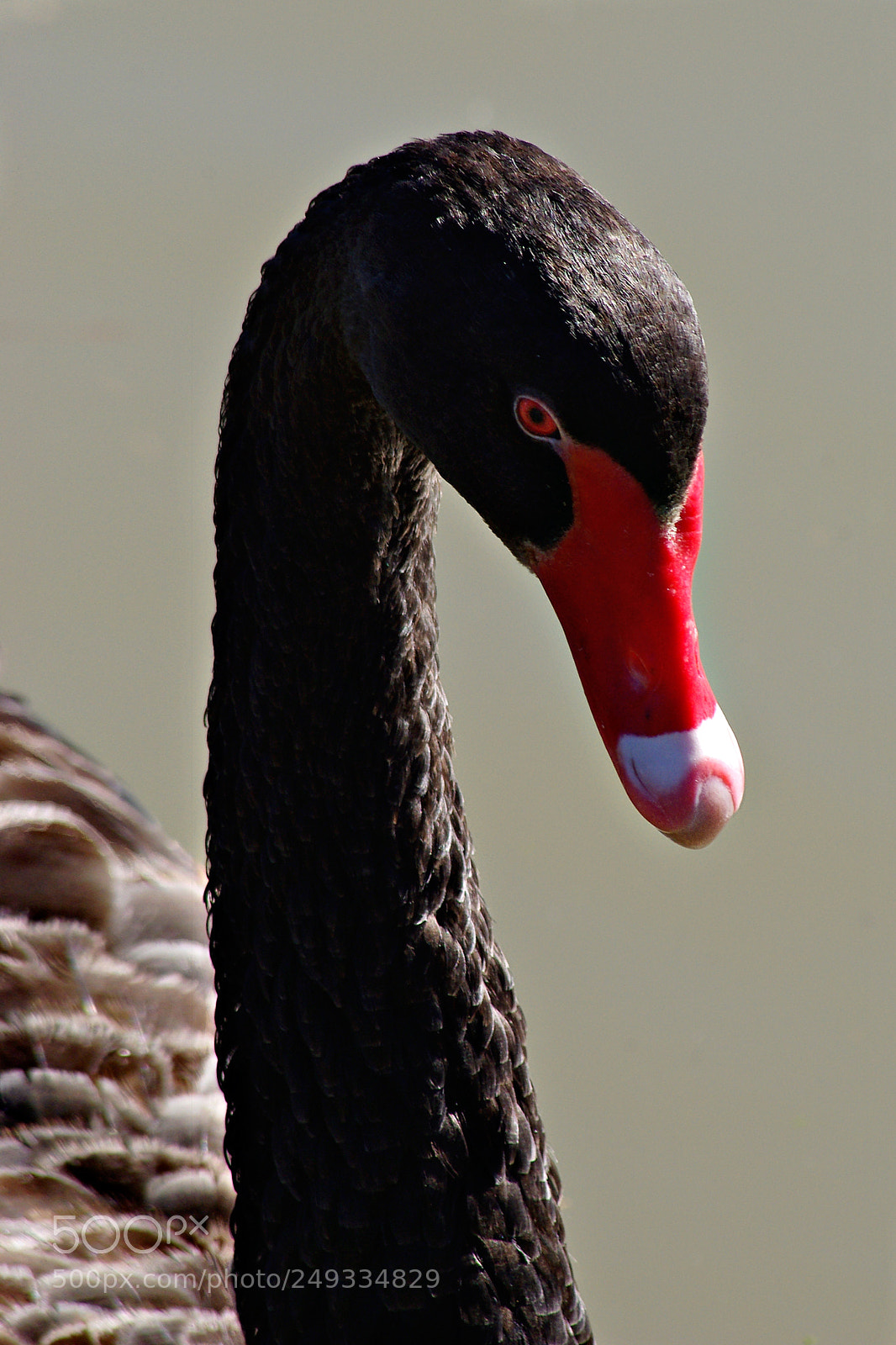 Pentax K200D sample photo. A serious look photography