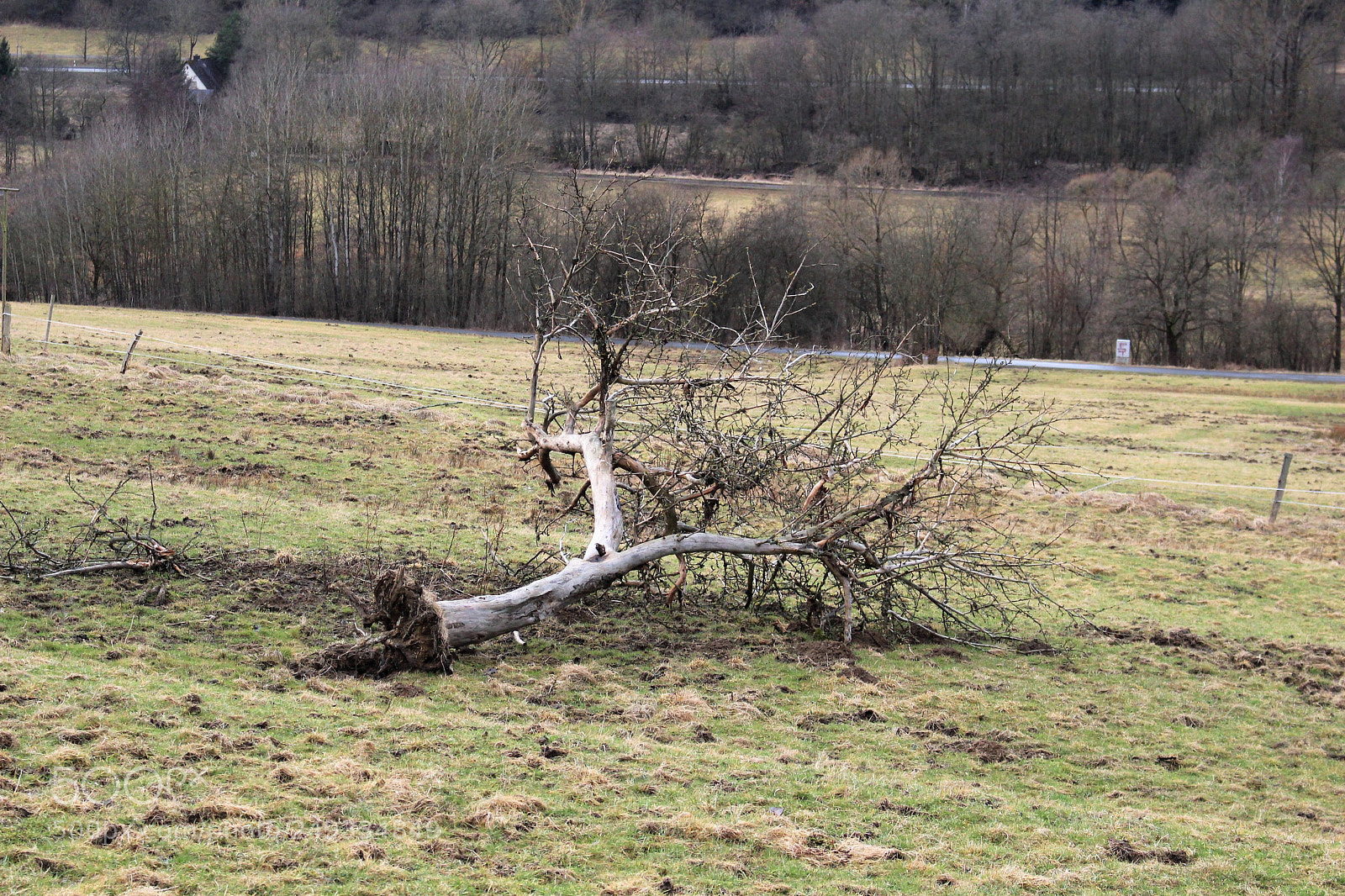 Canon EOS 700D (EOS Rebel T5i / EOS Kiss X7i) sample photo. Broken tree photography