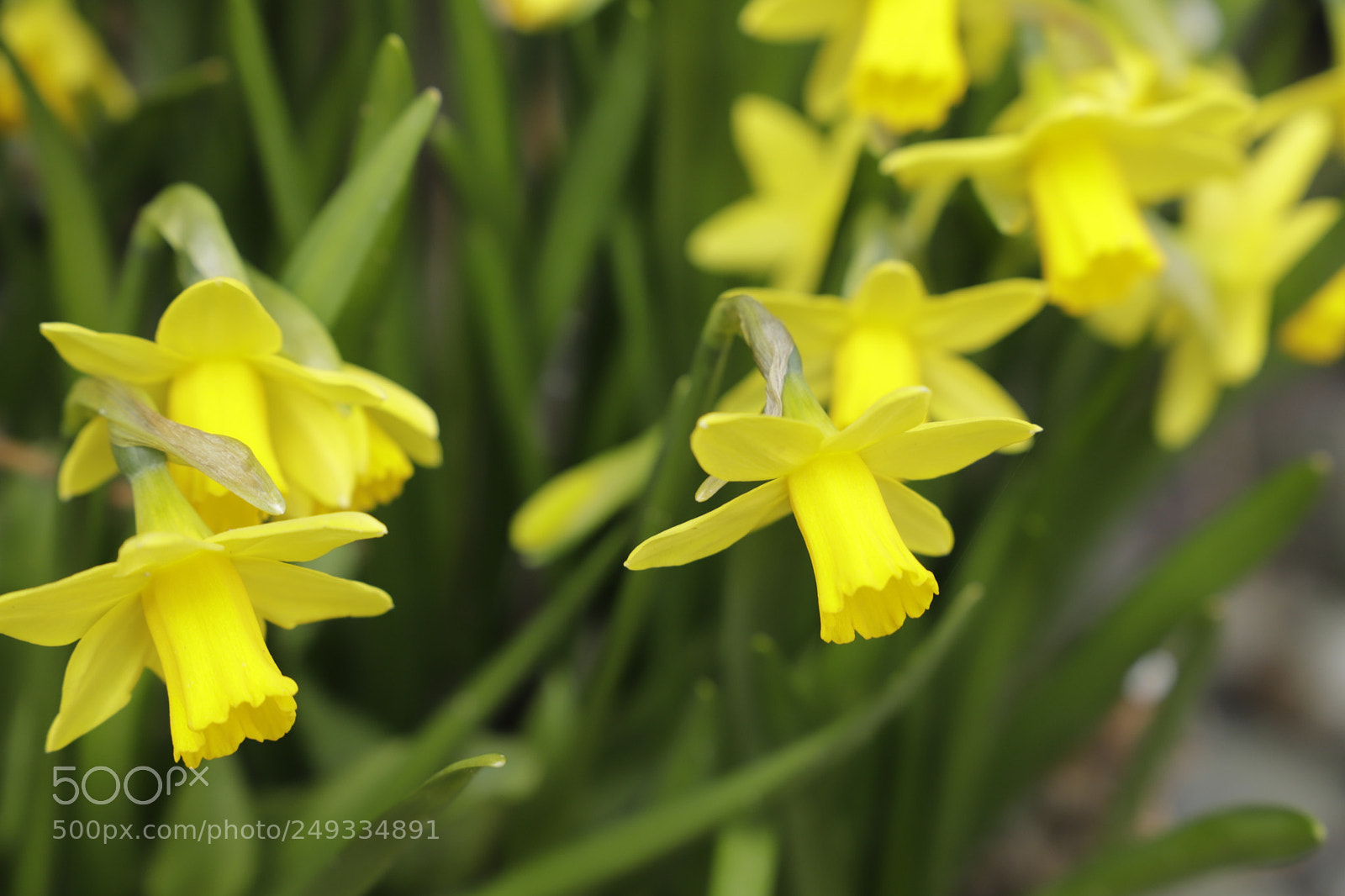 Canon EF 24-105mm F3.5-5.6 IS STM sample photo. Daffodils photography