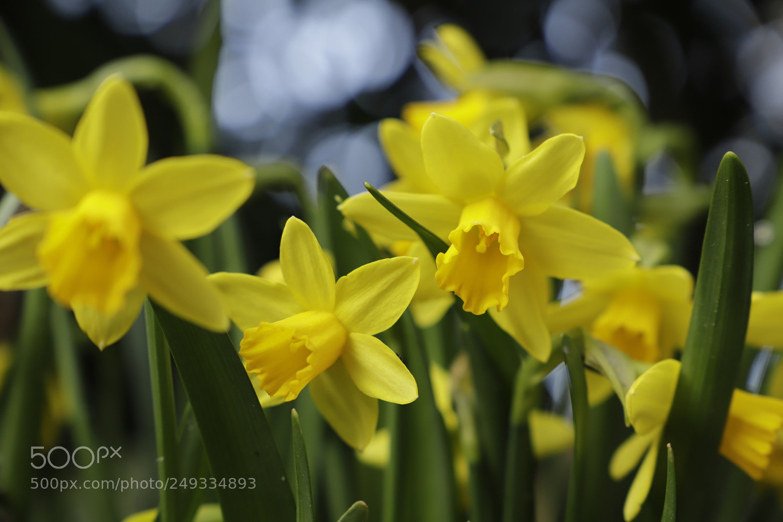 Canon EF 24-105mm F3.5-5.6 IS STM sample photo. Daffodils photography