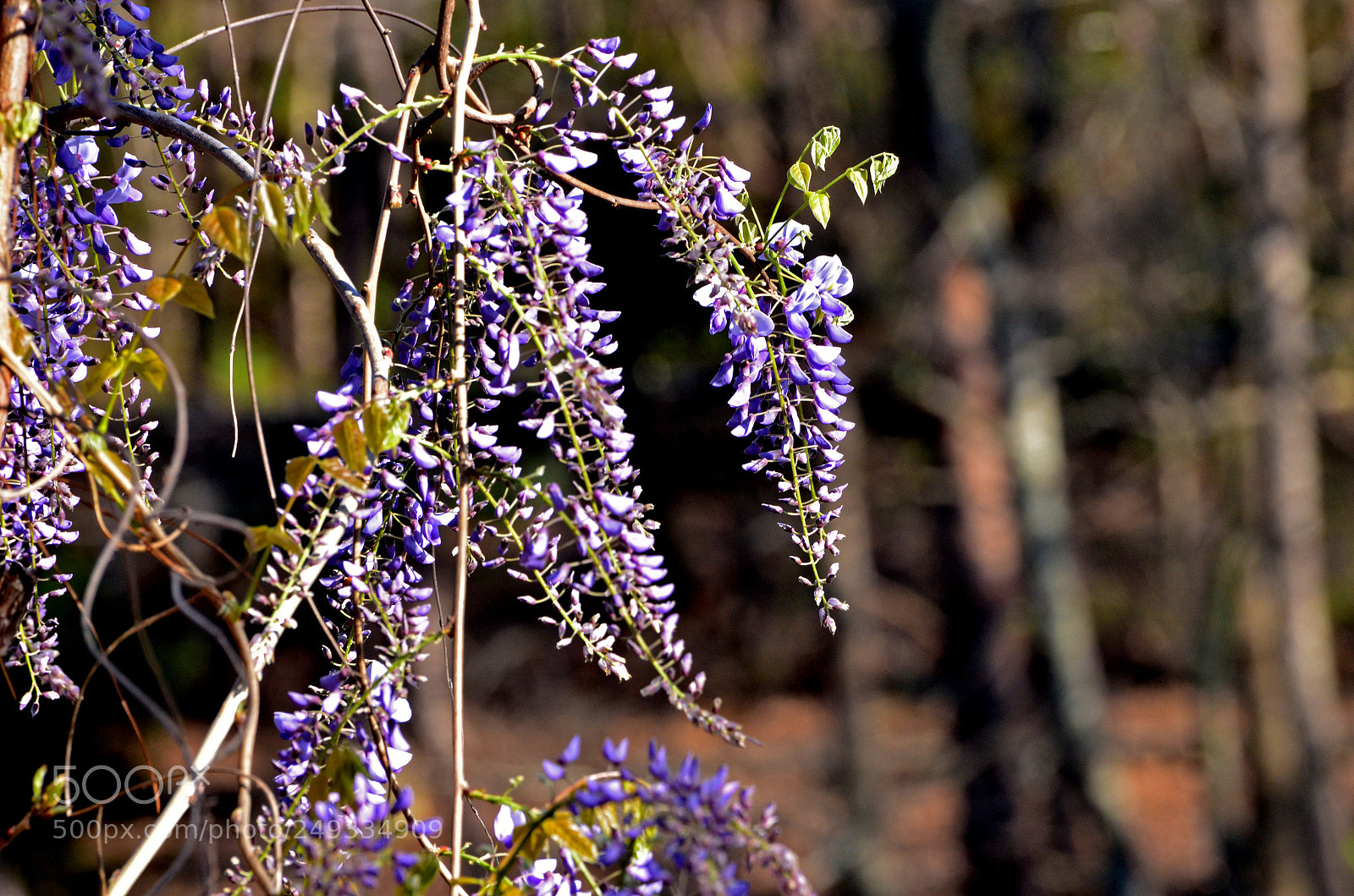 Nikon D7000 sample photo. In bloom photography