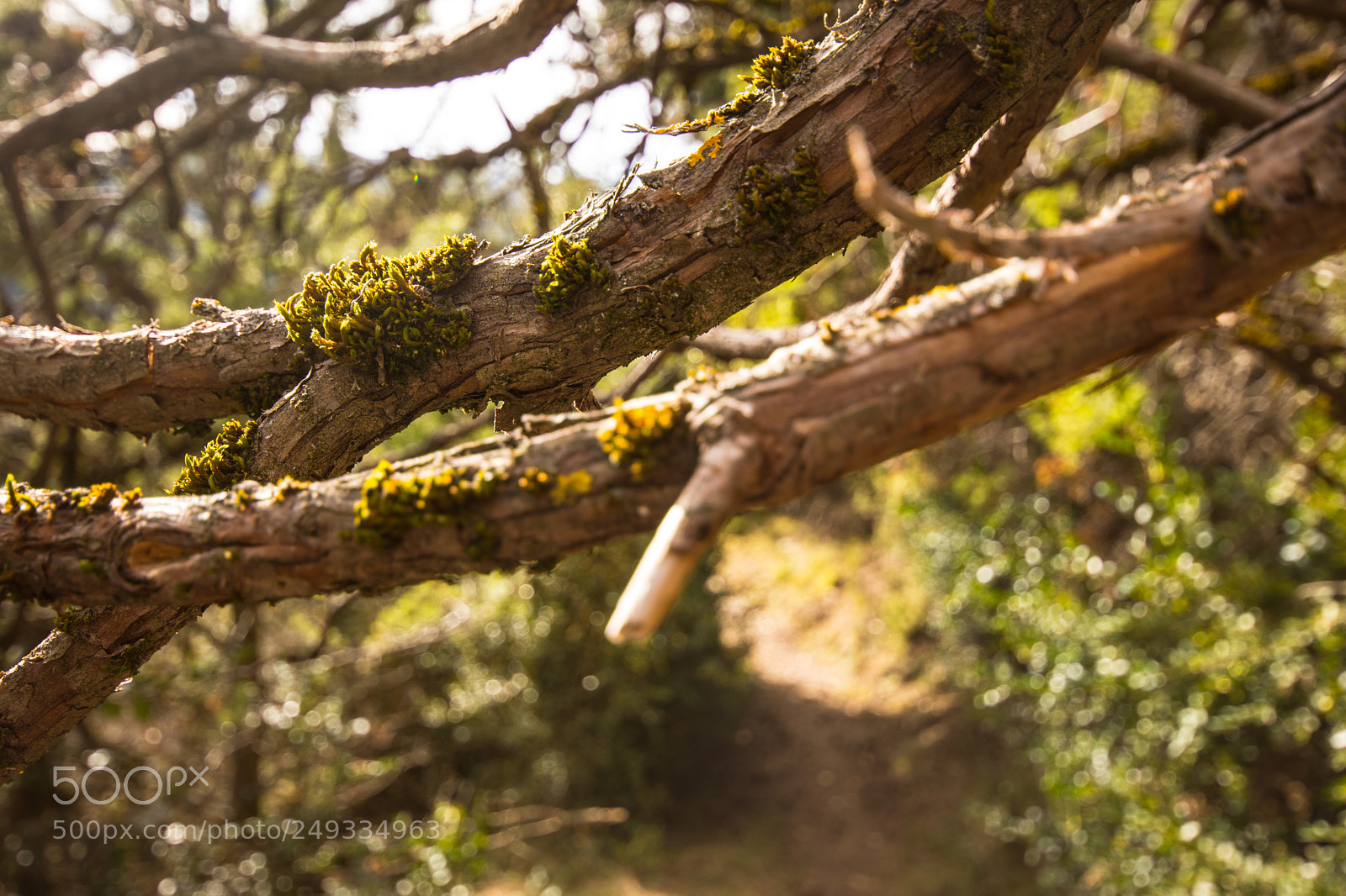 Nikon D7200 sample photo. Into the woods of photography