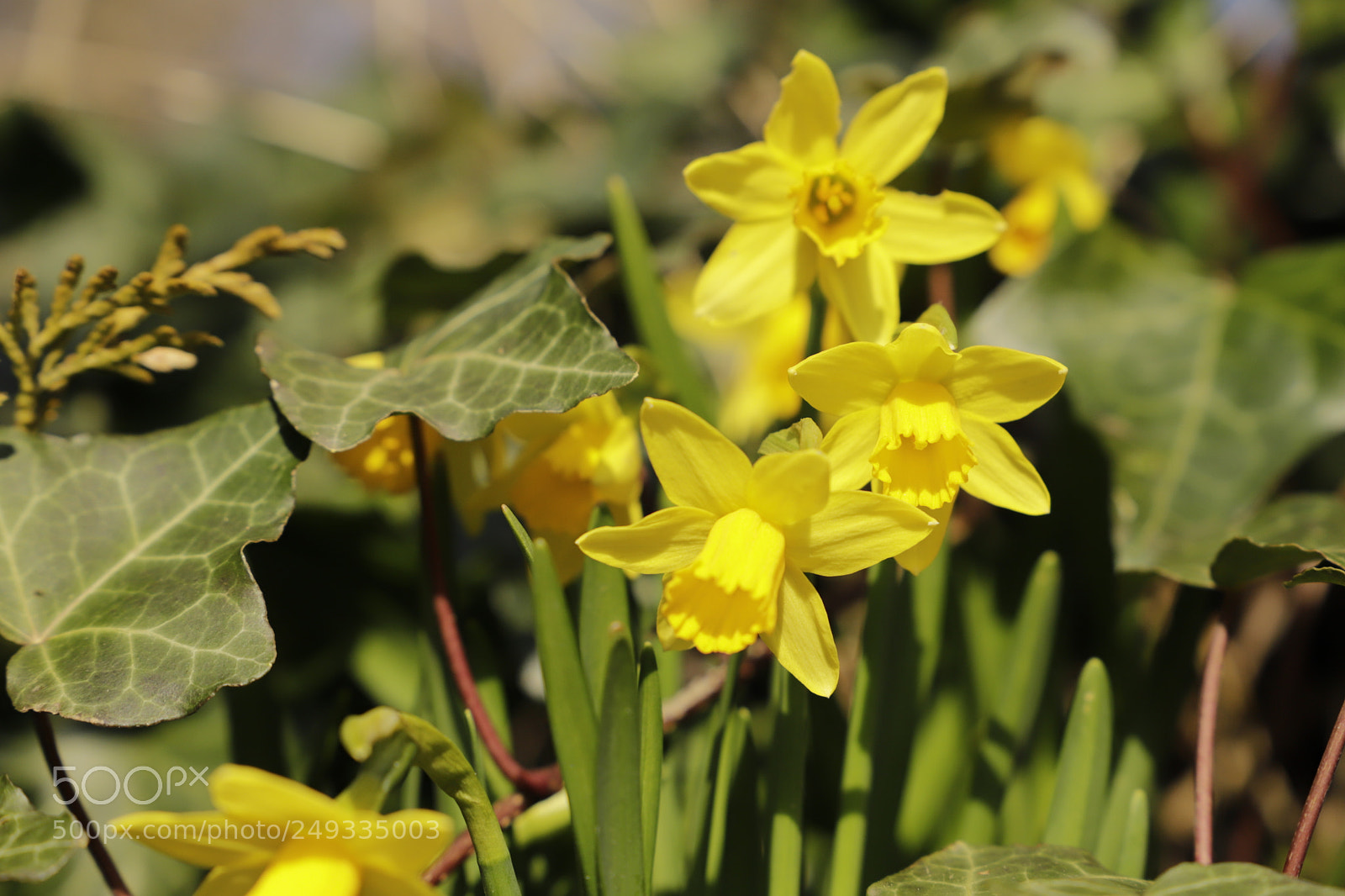 Canon EF 24-105mm F3.5-5.6 IS STM sample photo. Daffodils photography