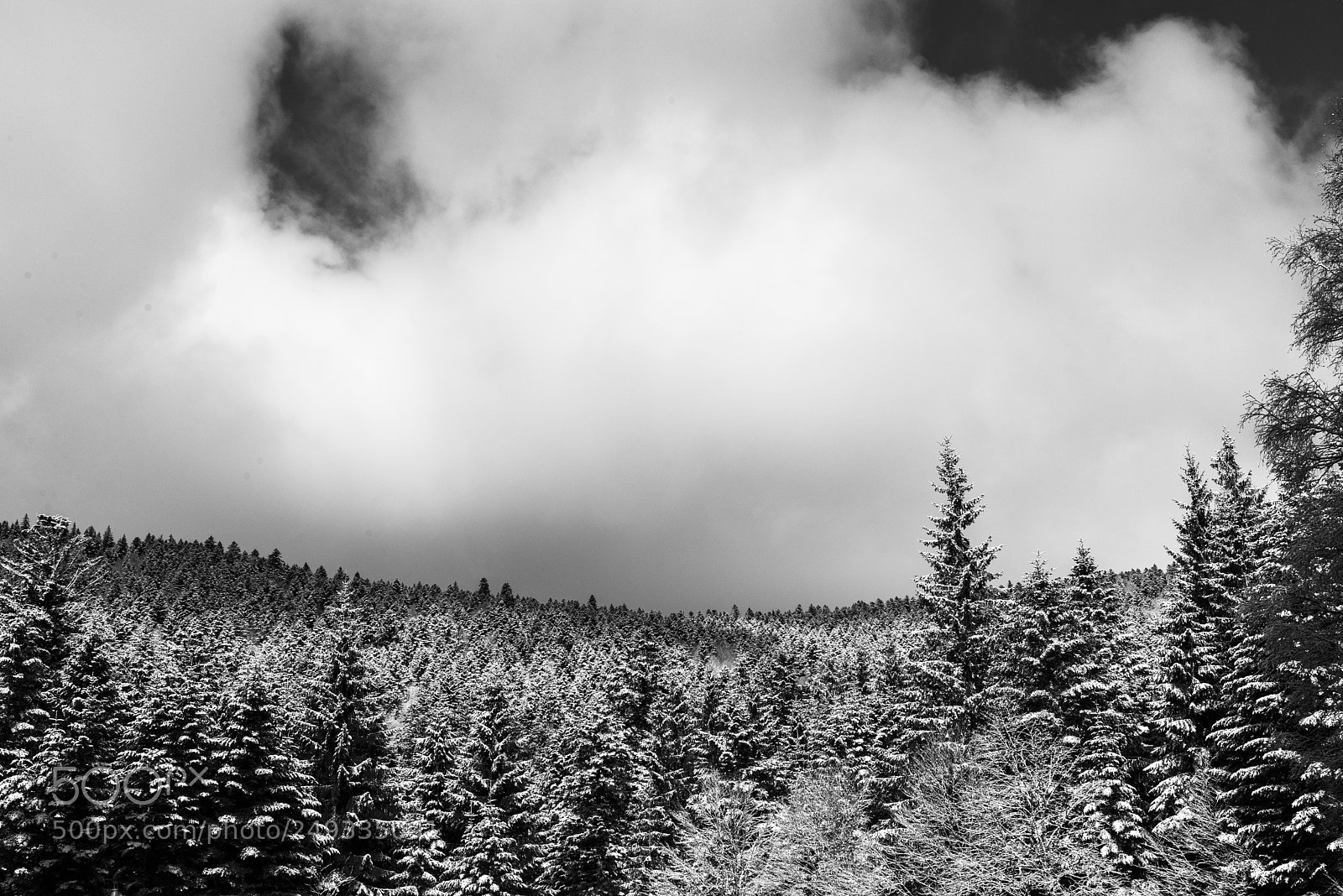 Nikon D610 sample photo. Winter forest photography