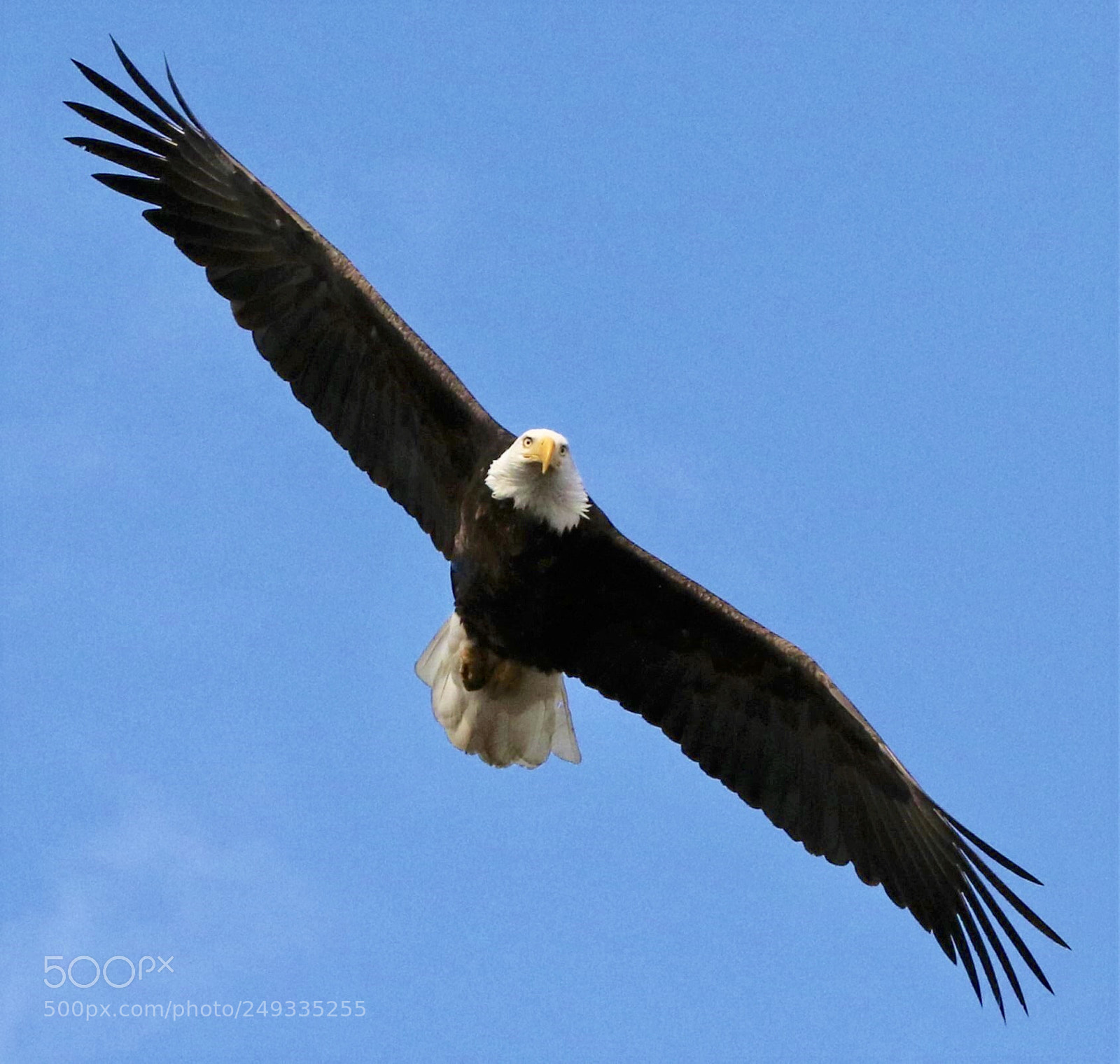 Canon EOS 7D Mark II sample photo. Bald  eagle photography