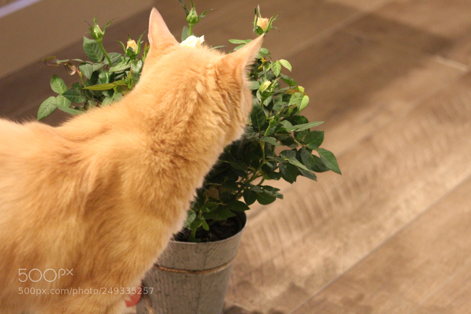 Canon EF 75-300mm f/4-5.6 sample photo. Roses photography