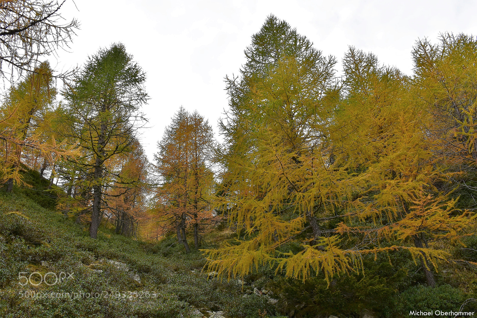 Nikon D7200 sample photo. Golden larches photography