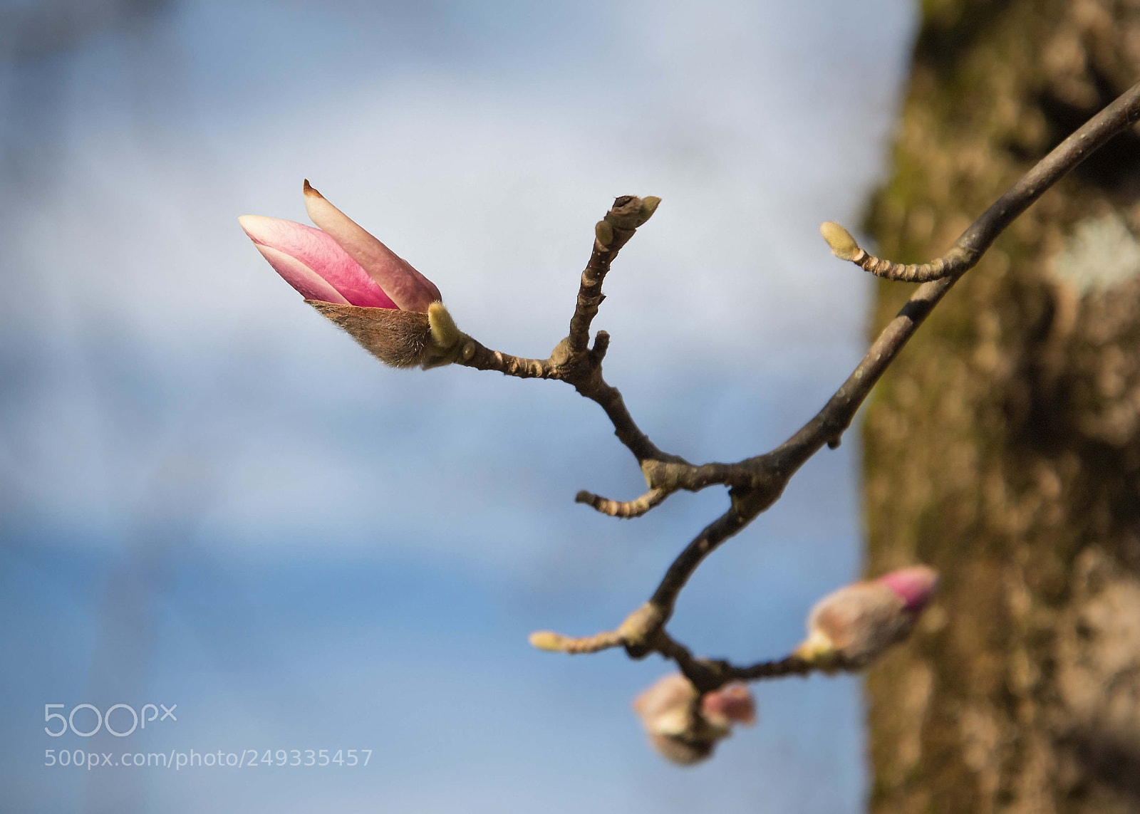 Nikon D610 sample photo. Spring is in the photography