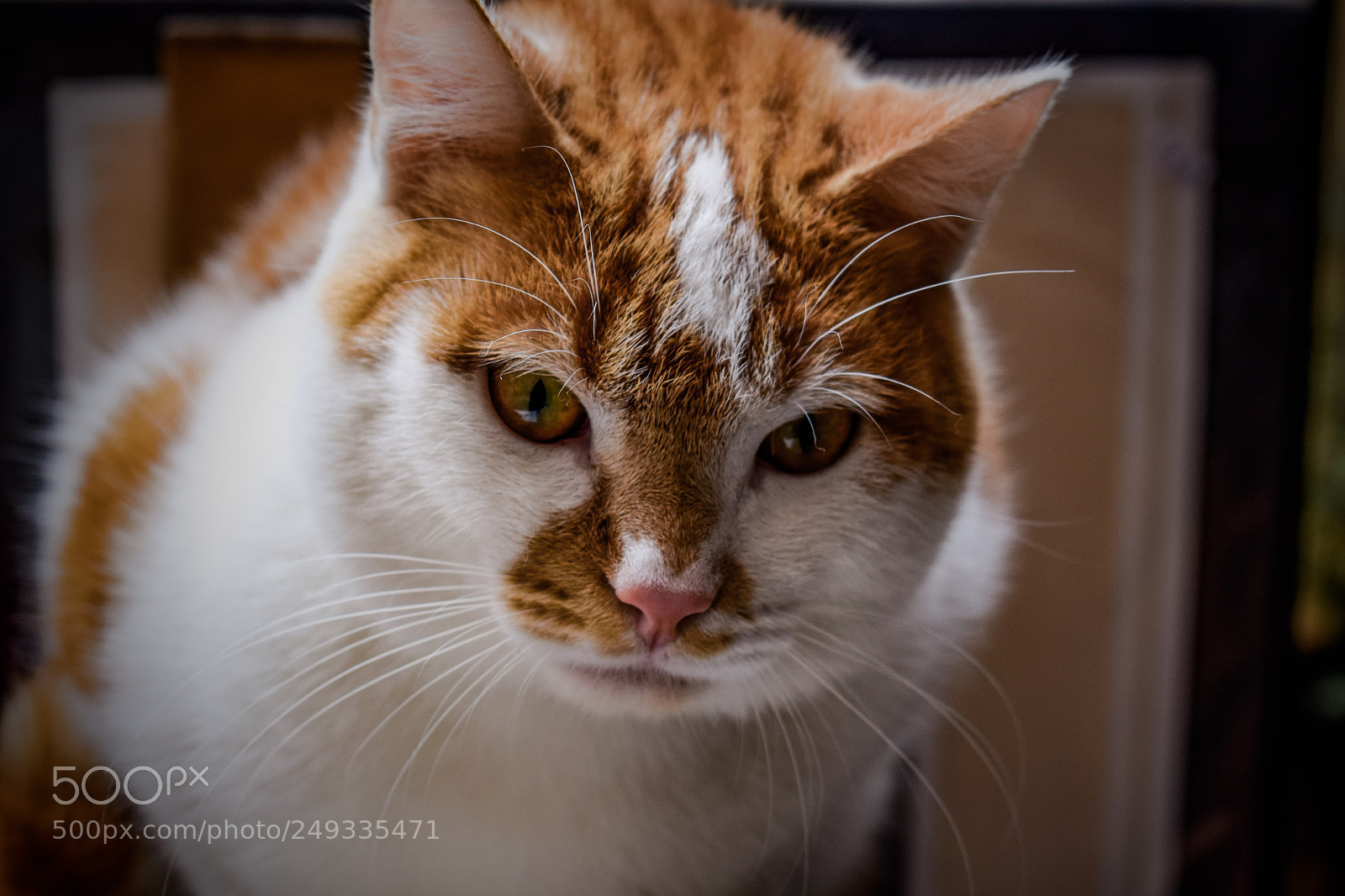 Nikon D5300 sample photo. Cat in venice photography