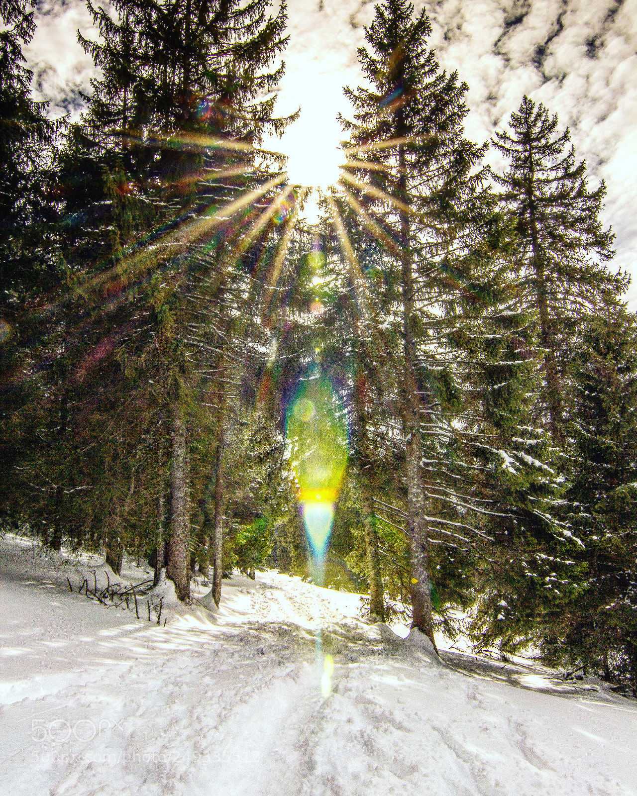 Canon EOS 60D sample photo. Firs and flares photography
