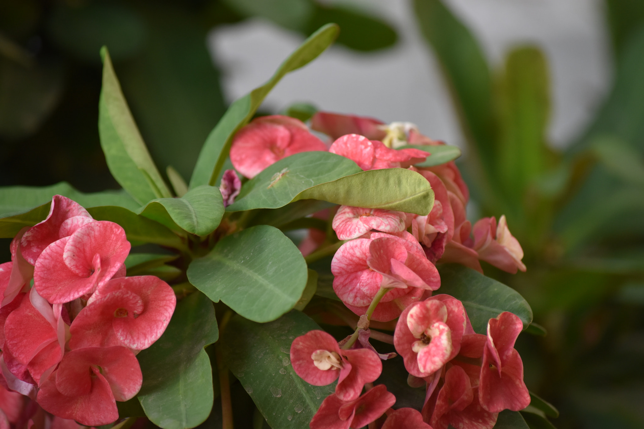 Nikon D5600 sample photo. Flowers photography