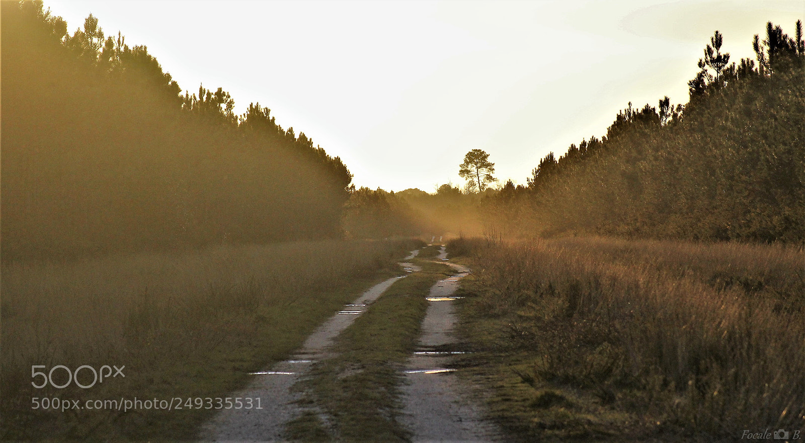 Canon EOS 1100D (EOS Rebel T3 / EOS Kiss X50) sample photo. Golden hour in forest photography