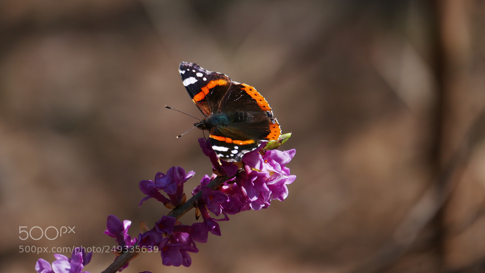Panasonic Lumix DMC-FZ1000 sample photo. Butterfly photography