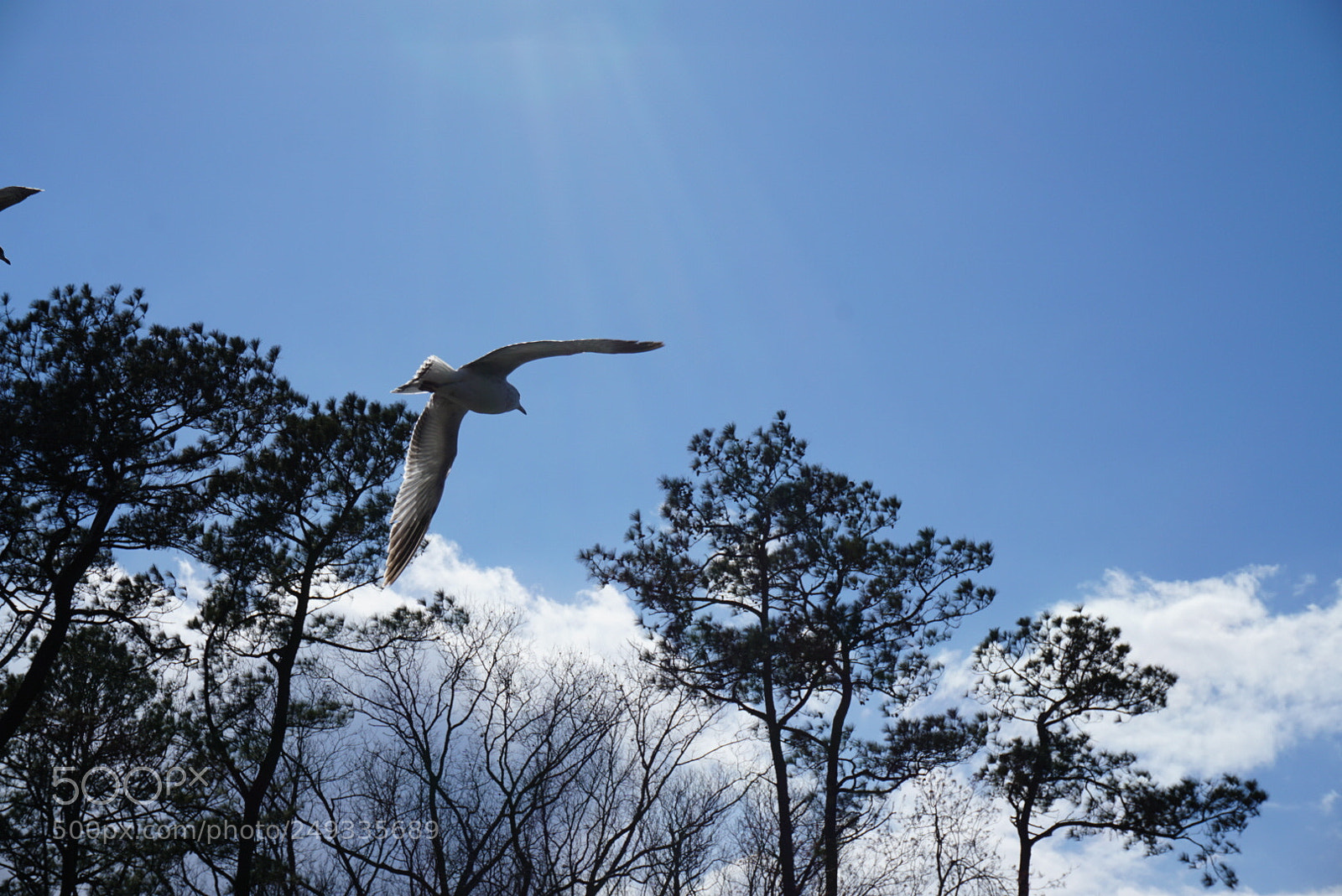 Sony a6000 sample photo. Gaviota photography